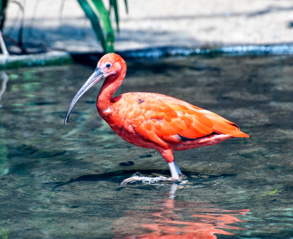 Scarlett Ibis