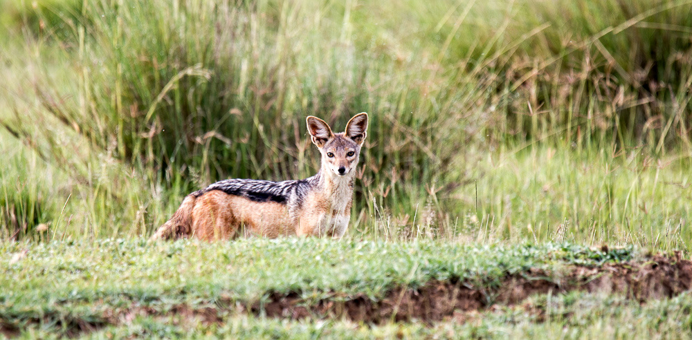 Jackal