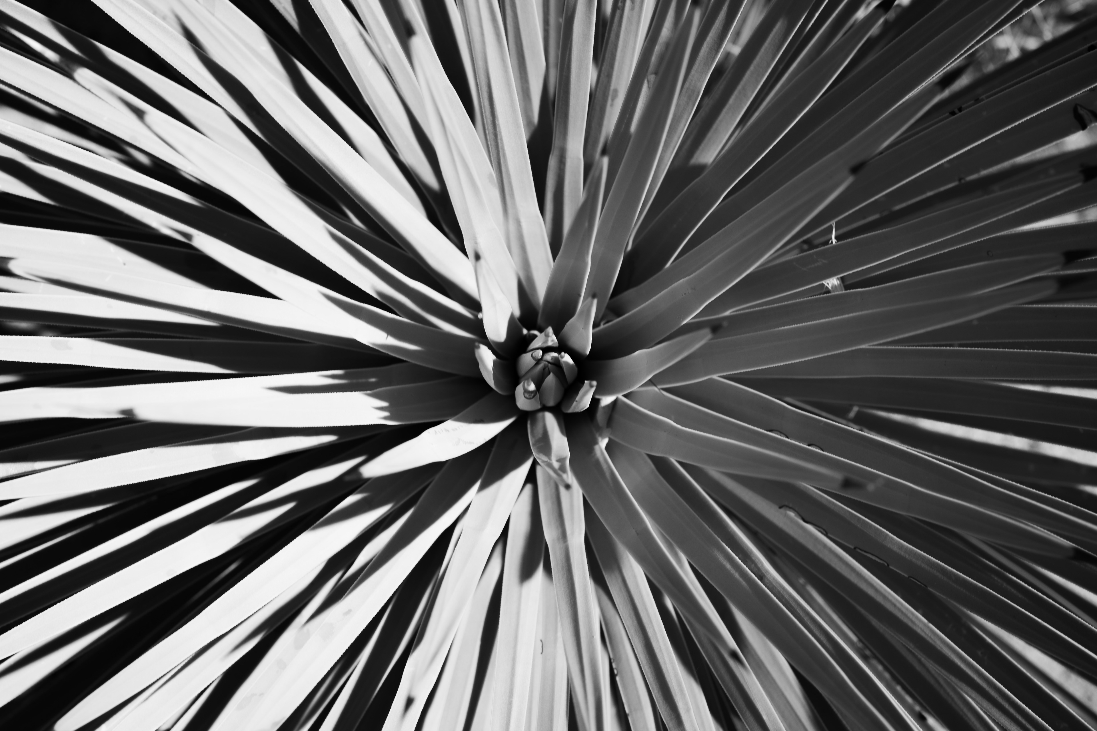 Joshua Tree National Park, USA