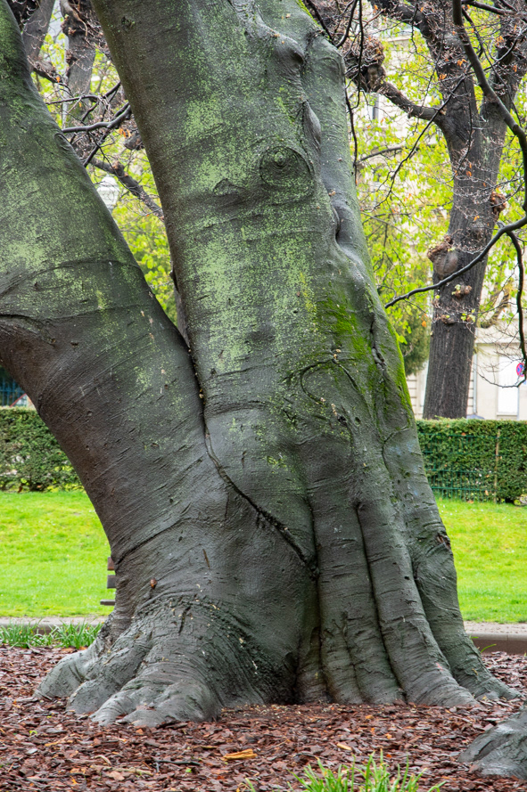Un hêtre multicentenaire de la Place de la République à Strasbourg, 4 avril  2019. Tombé quelques mois après dans une tempête.