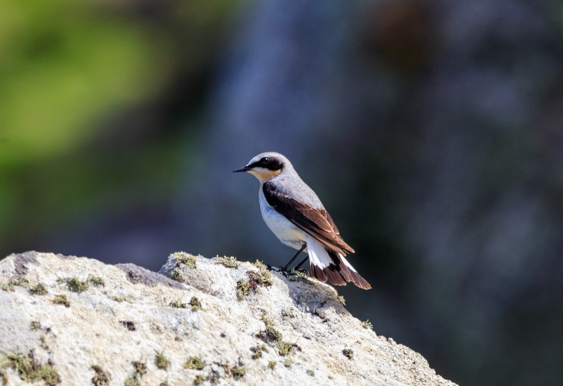 Wheatear
