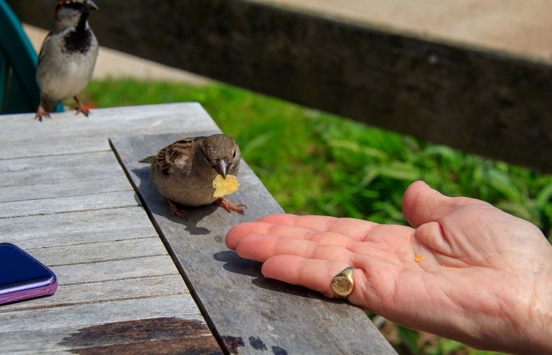 sparrows like cheese and onion flavour