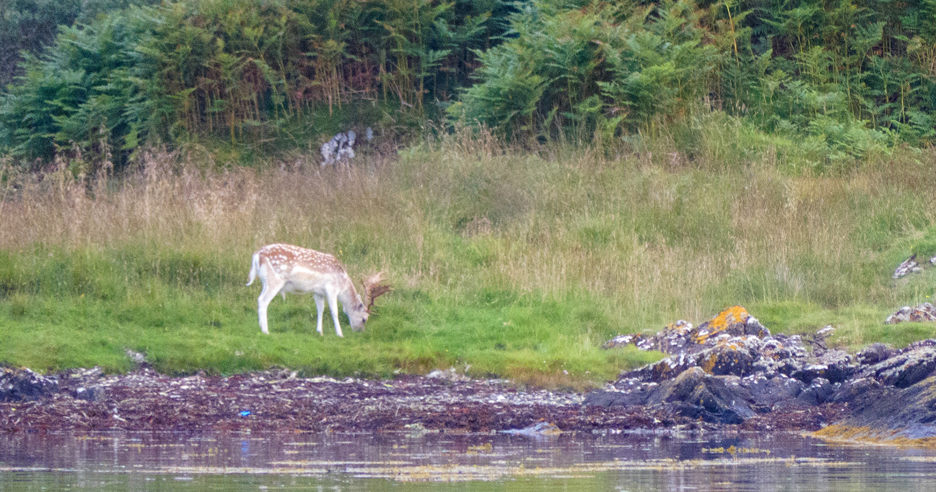 wildlife at sundown