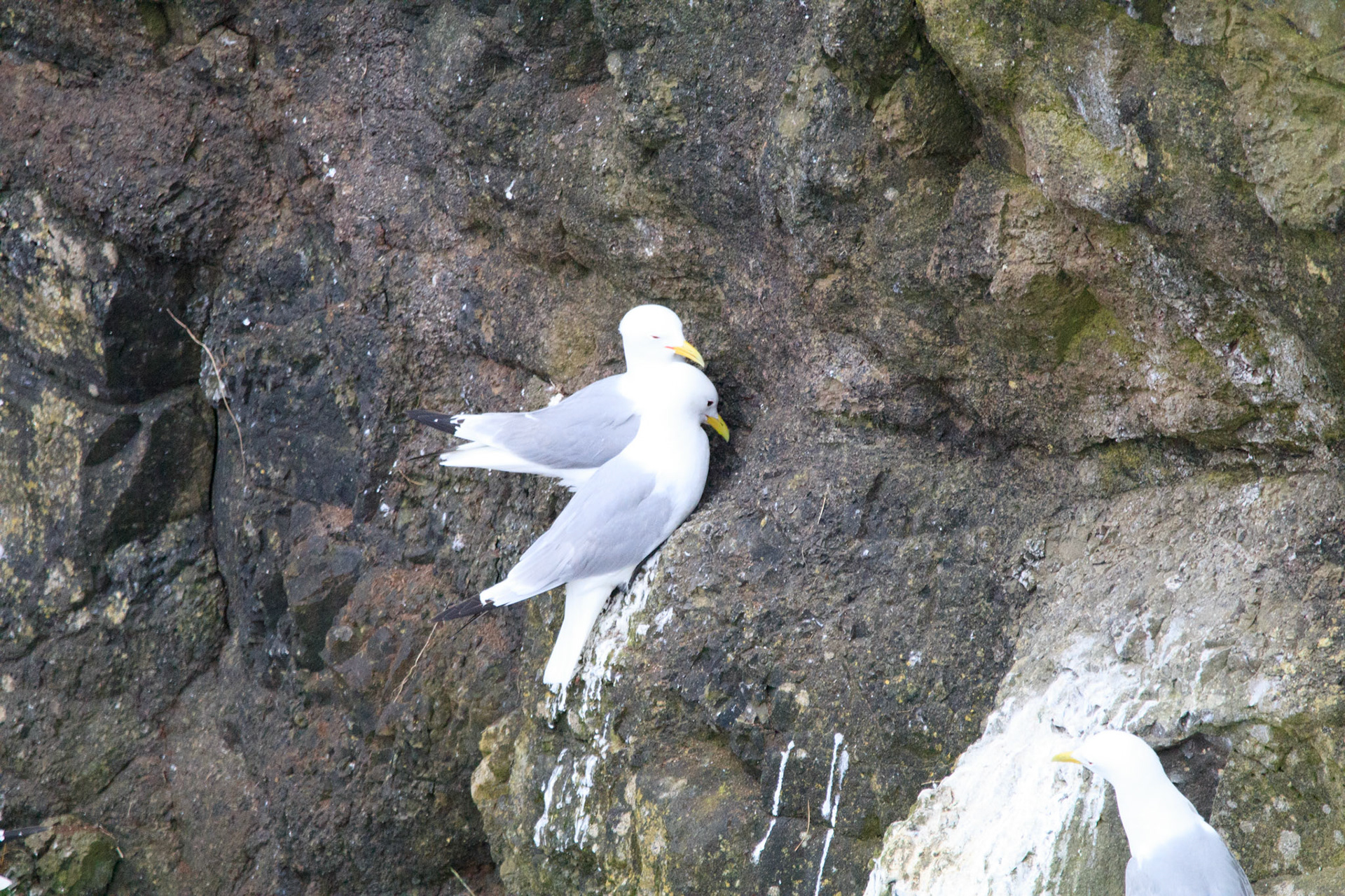Kittiwakes nesting