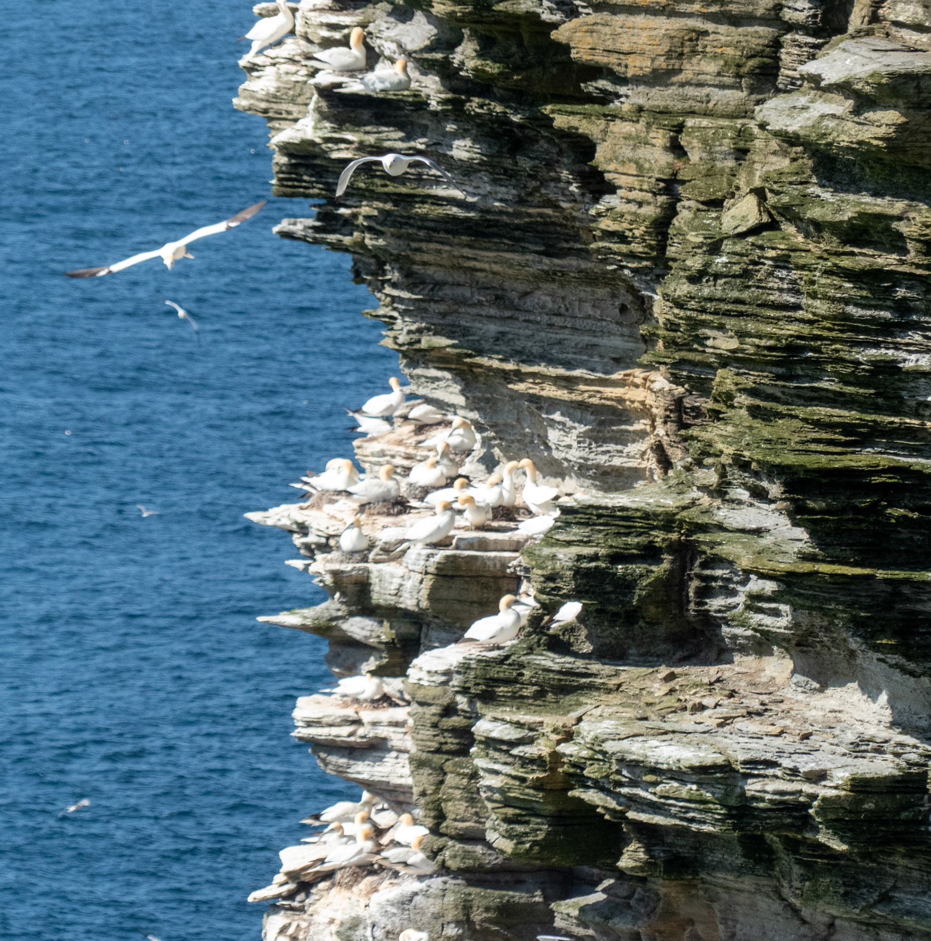 colonies of gannets