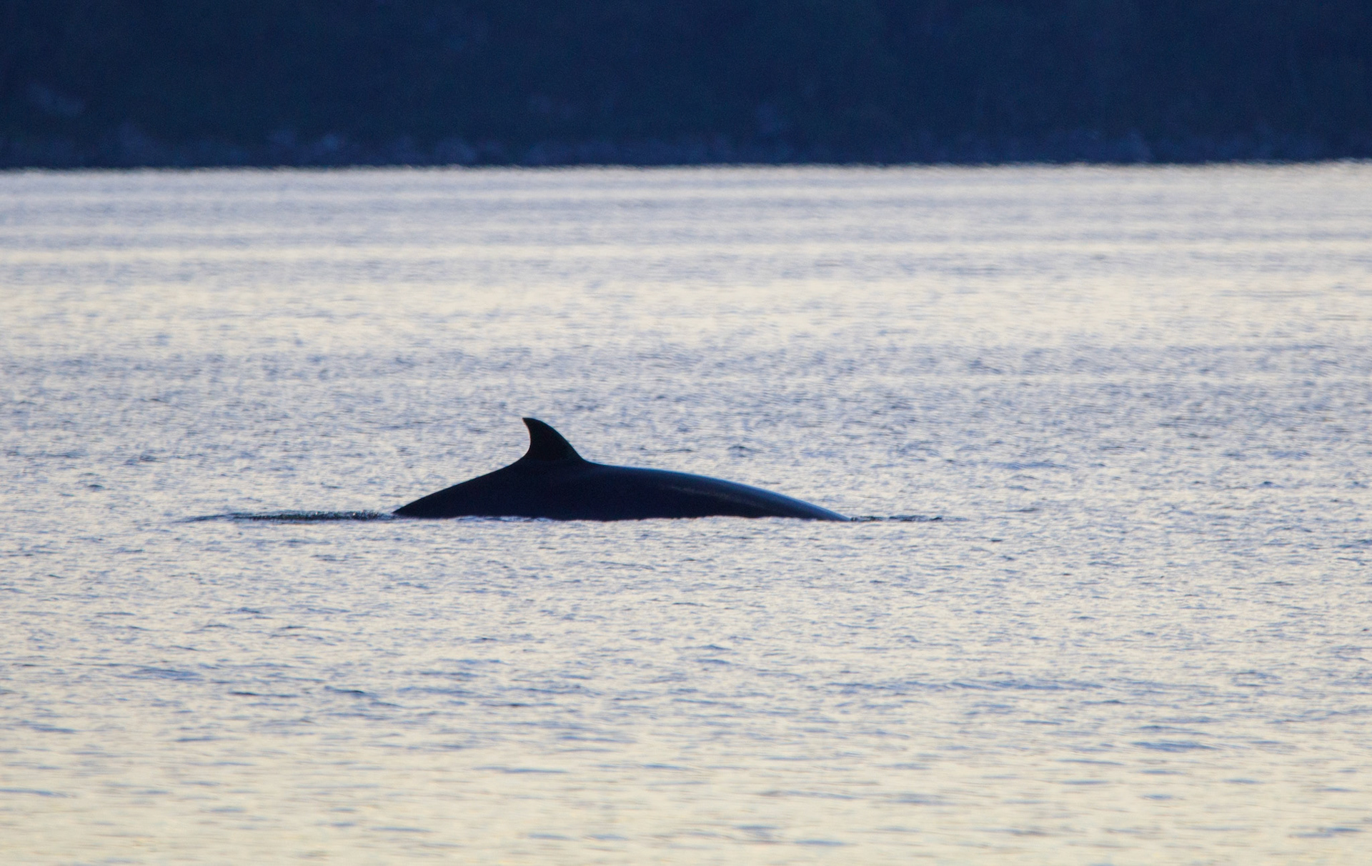 Minke whale swan past on the incoming tide
