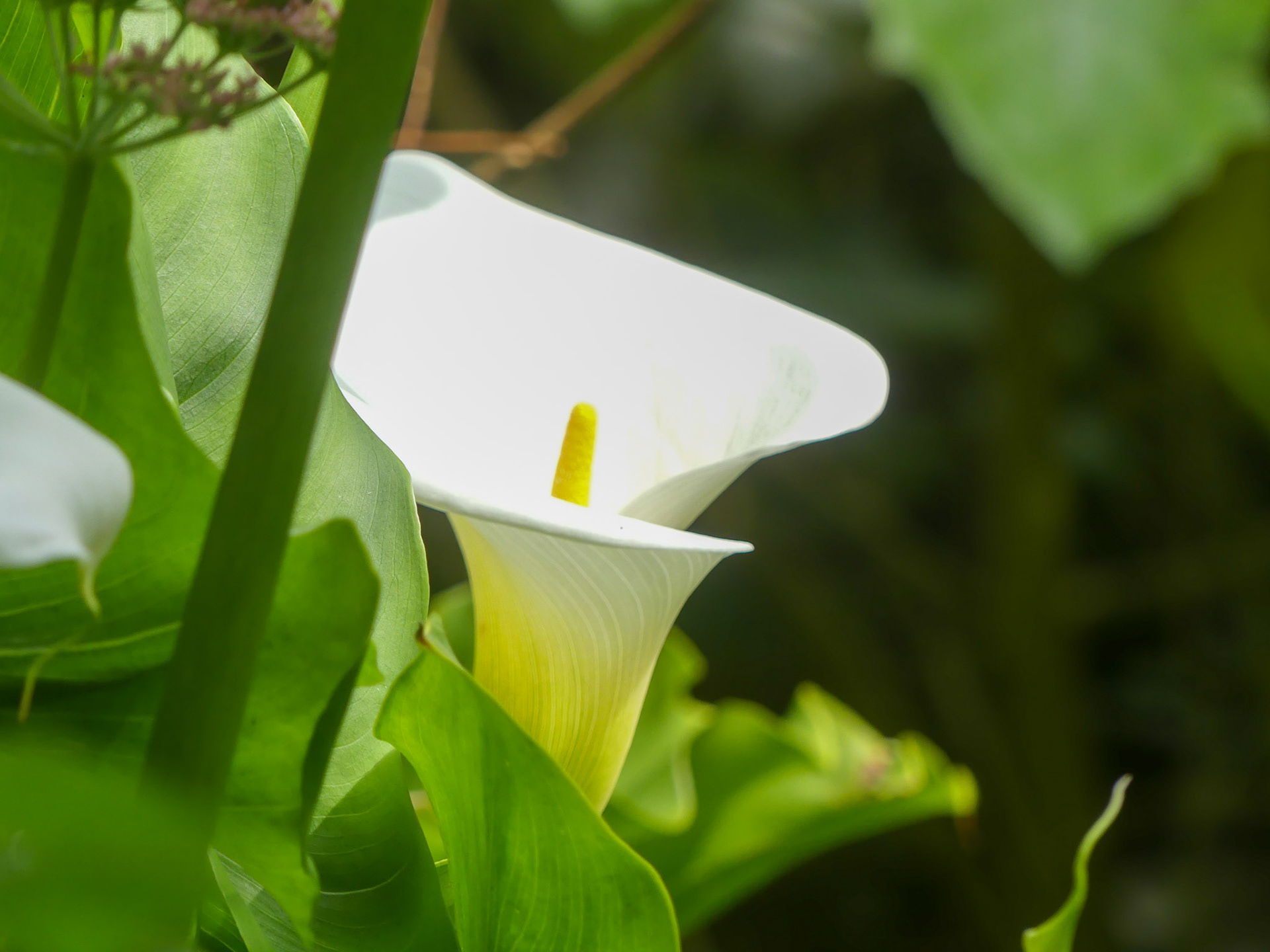 Easter lily