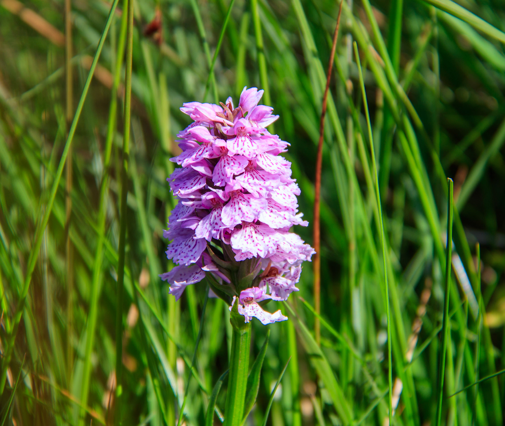 Heath Spotted Orchid
