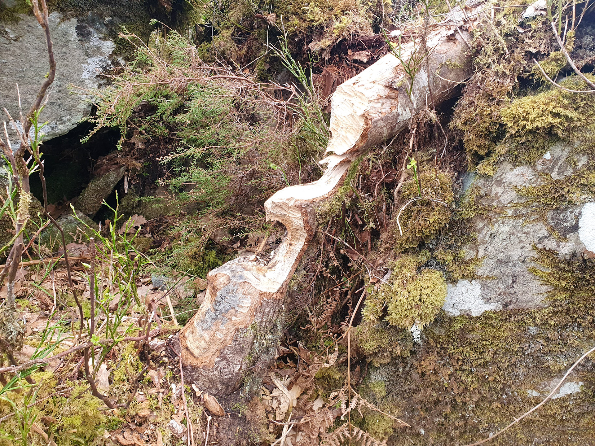 Definitely a beaver chew stop
