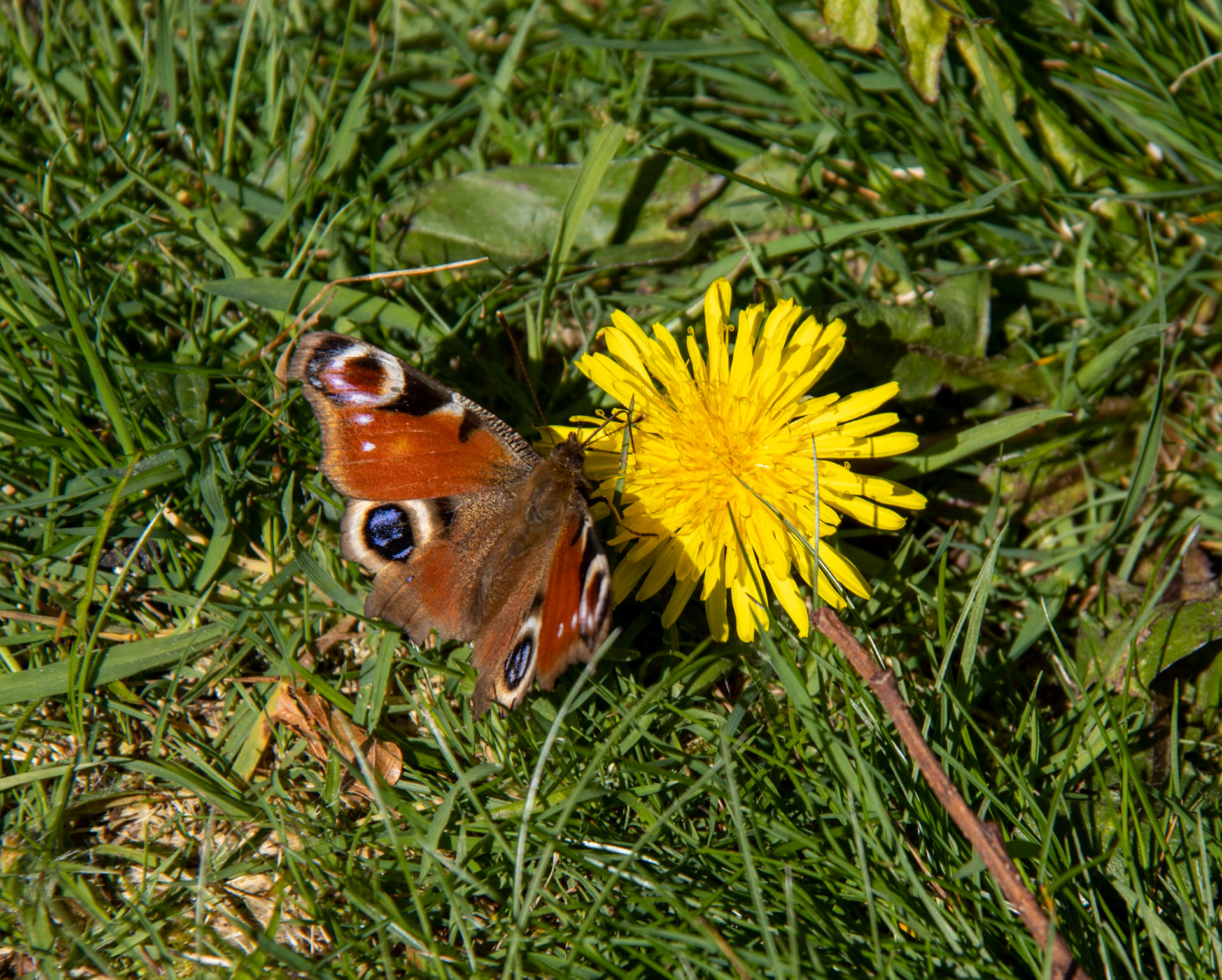 Peacock butterfly