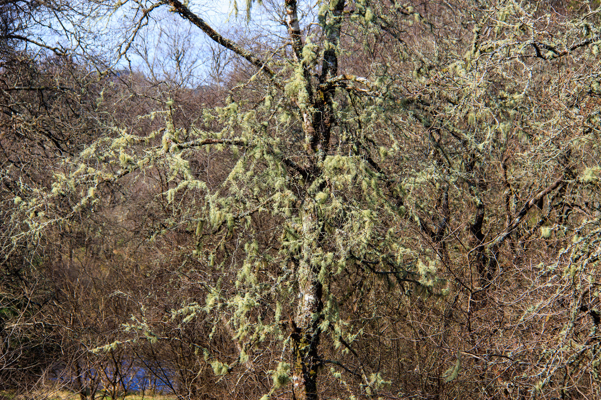 Abundant lichen