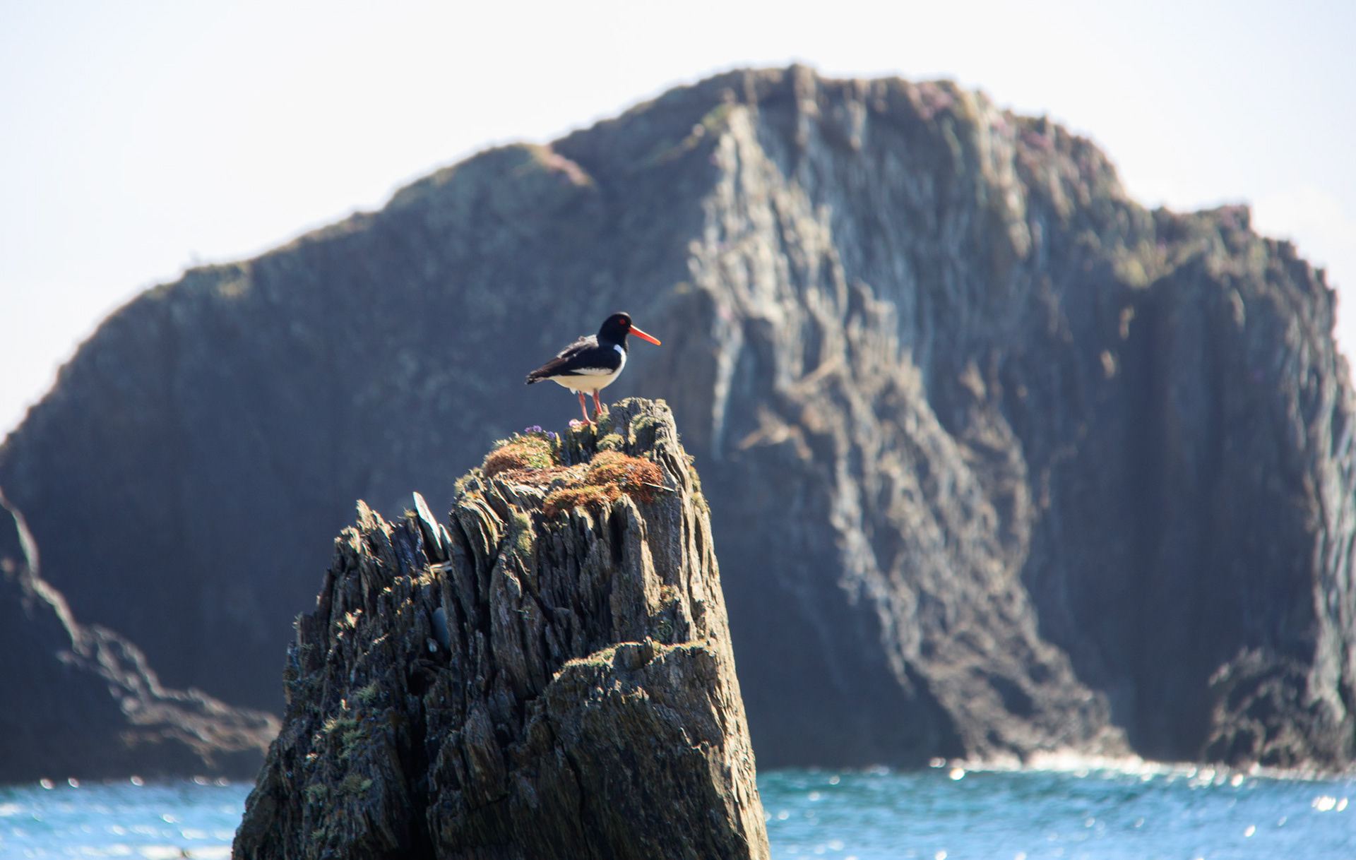 Oyster catcher