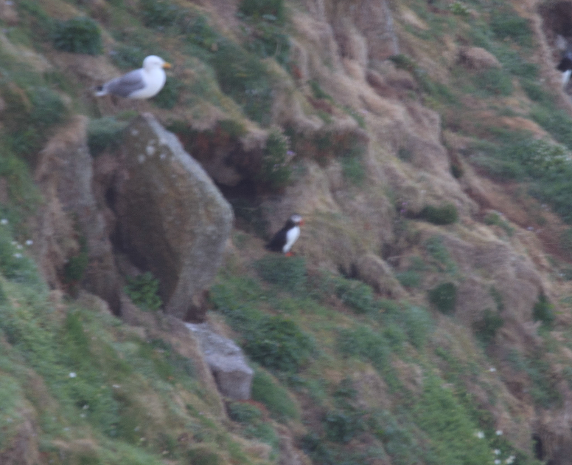One Puffin