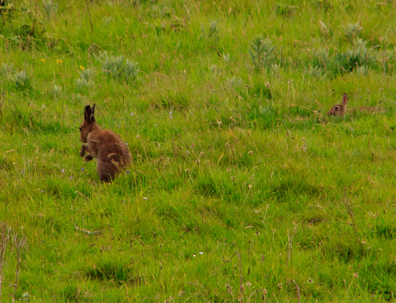 Rathlin Golden Hare