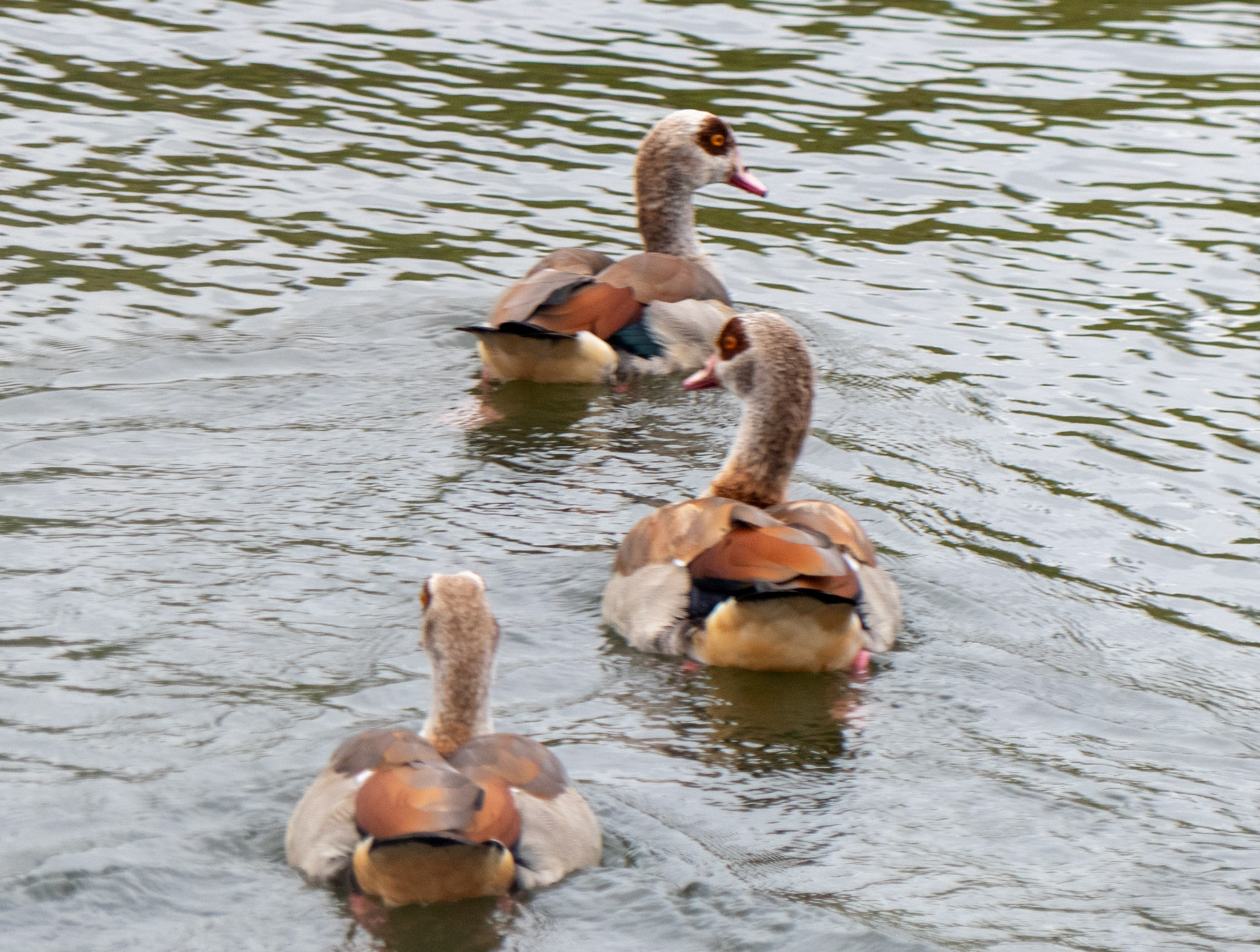 Egyptian Geese