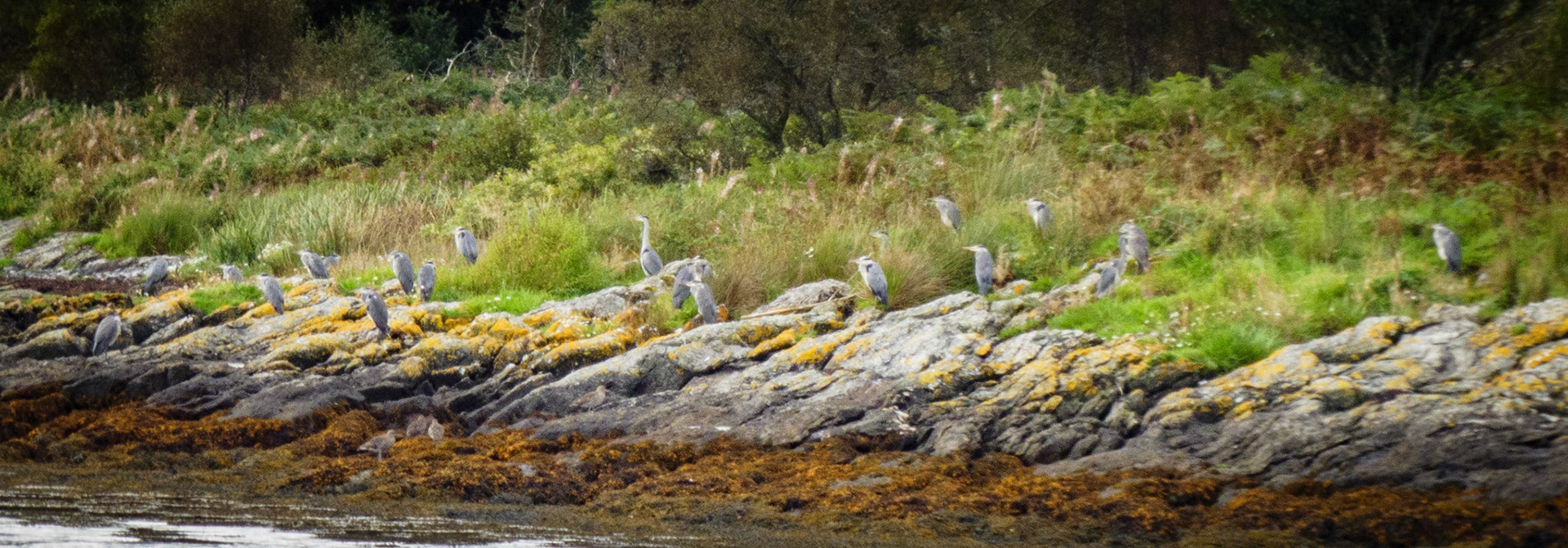 A siege of Herons