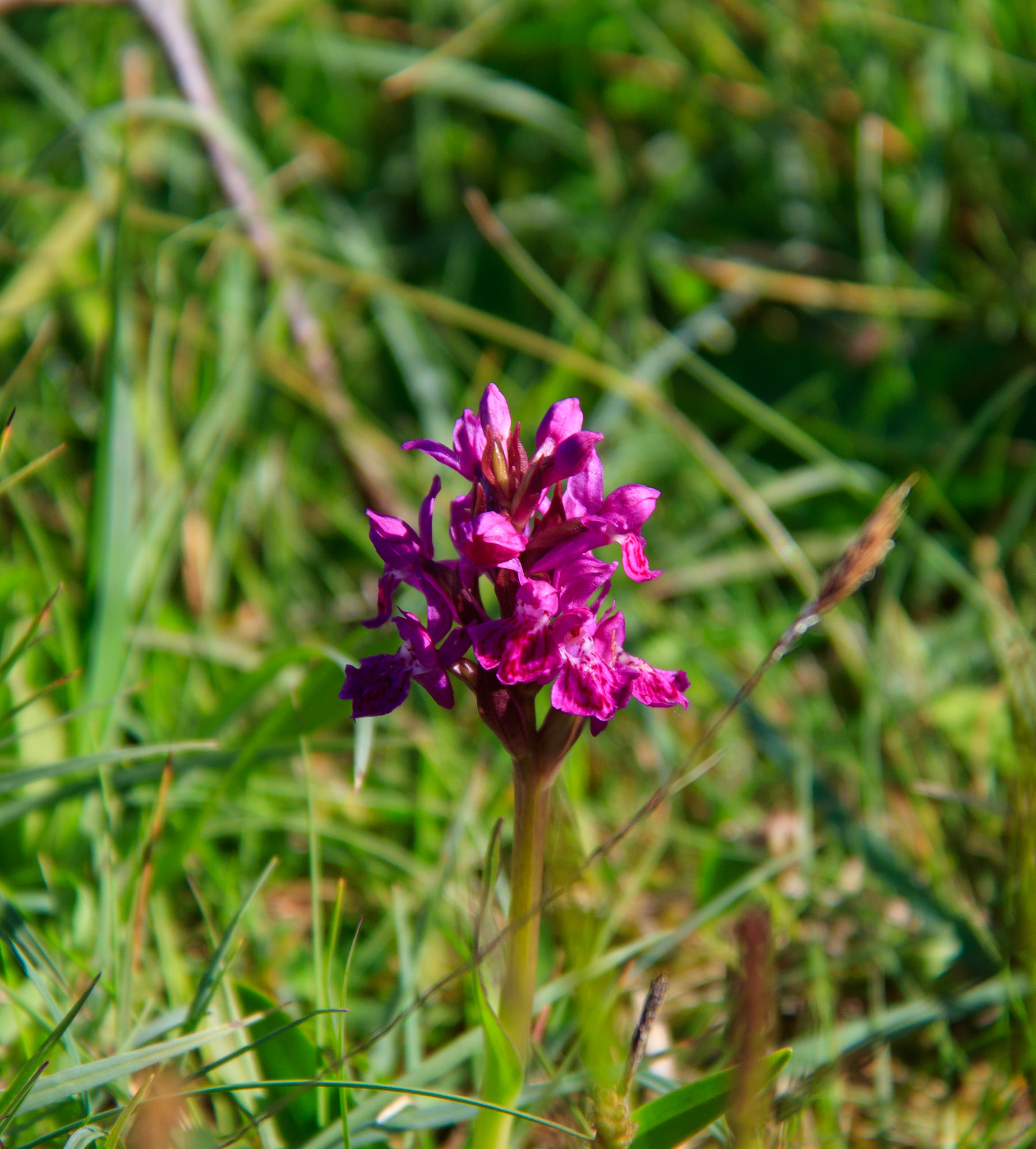 Early Purple Ochid