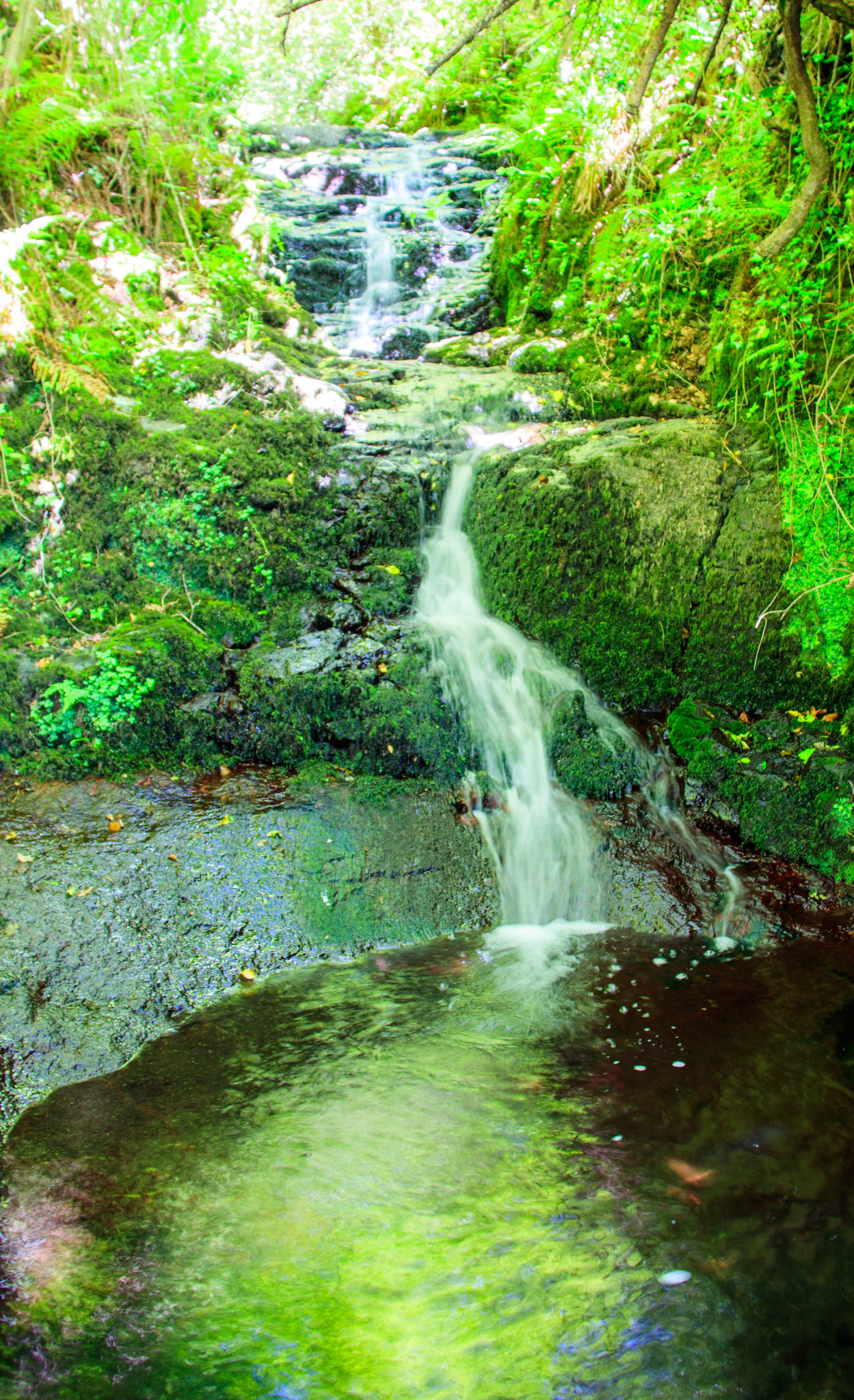 Glenarm Forest Walk