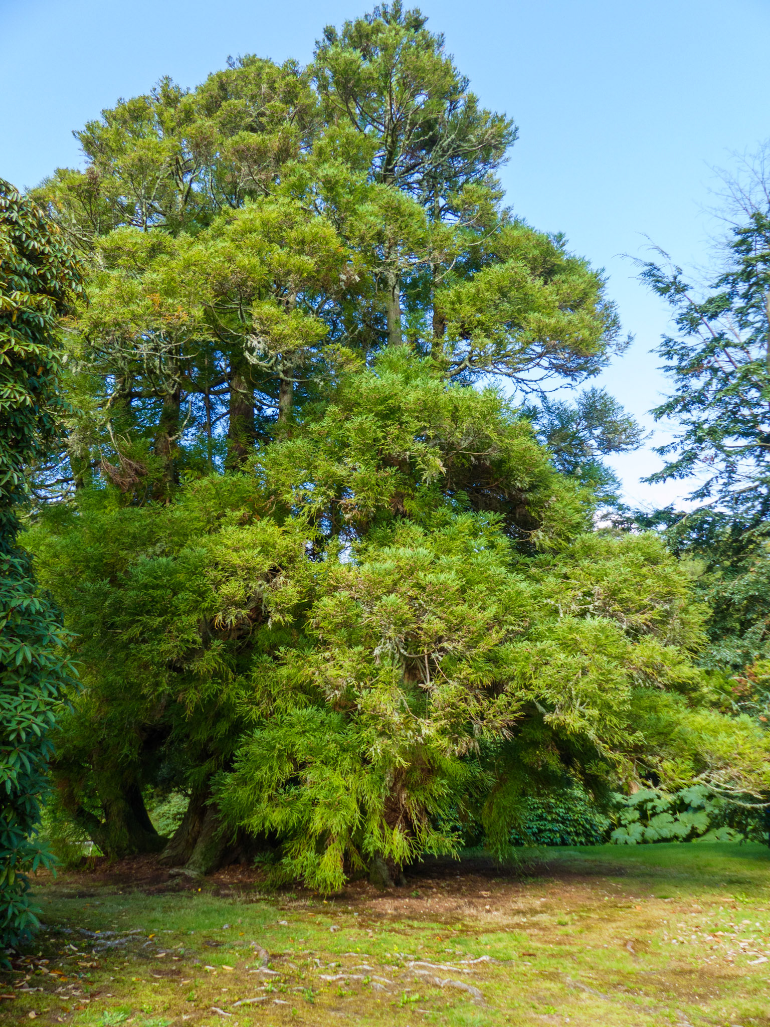 Champion cypress