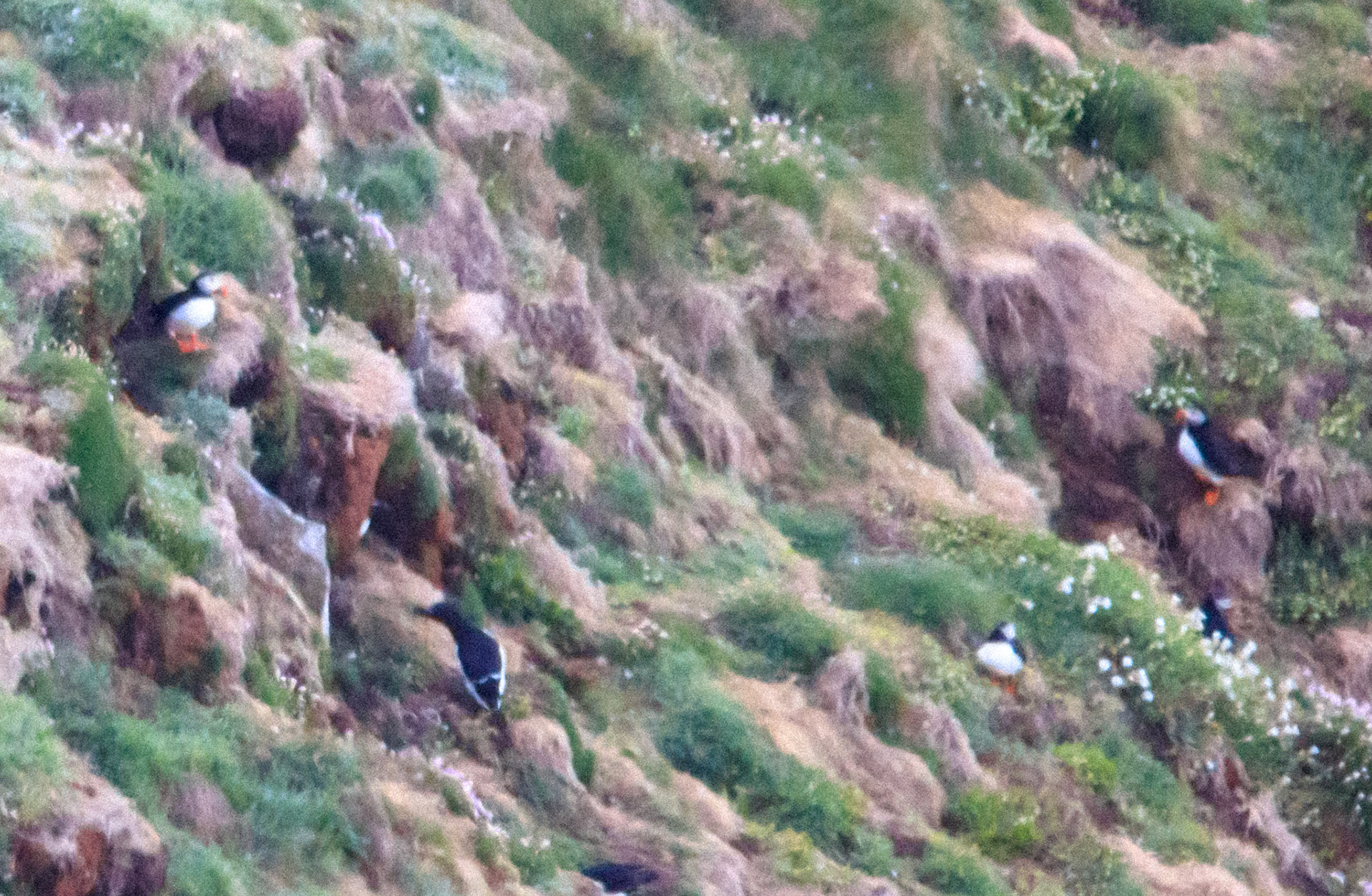Puffin Puffin Puffin