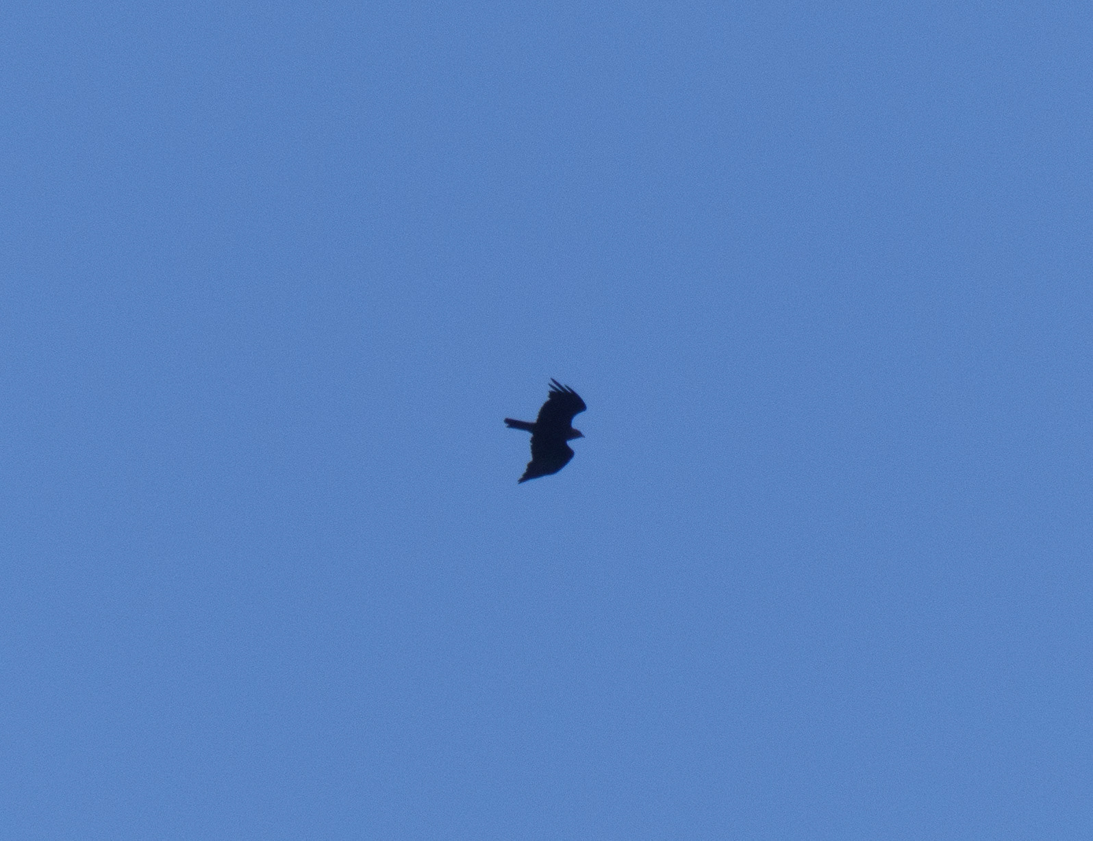 getting ready to swoop