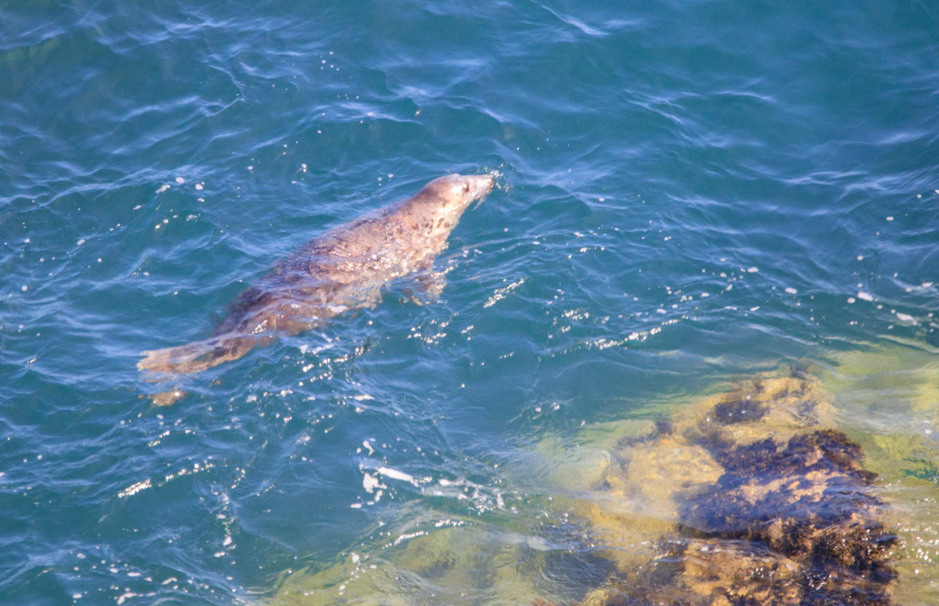 Atlantic Grey seal