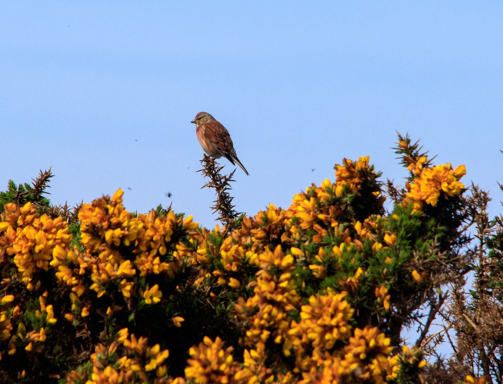 Chaffinch