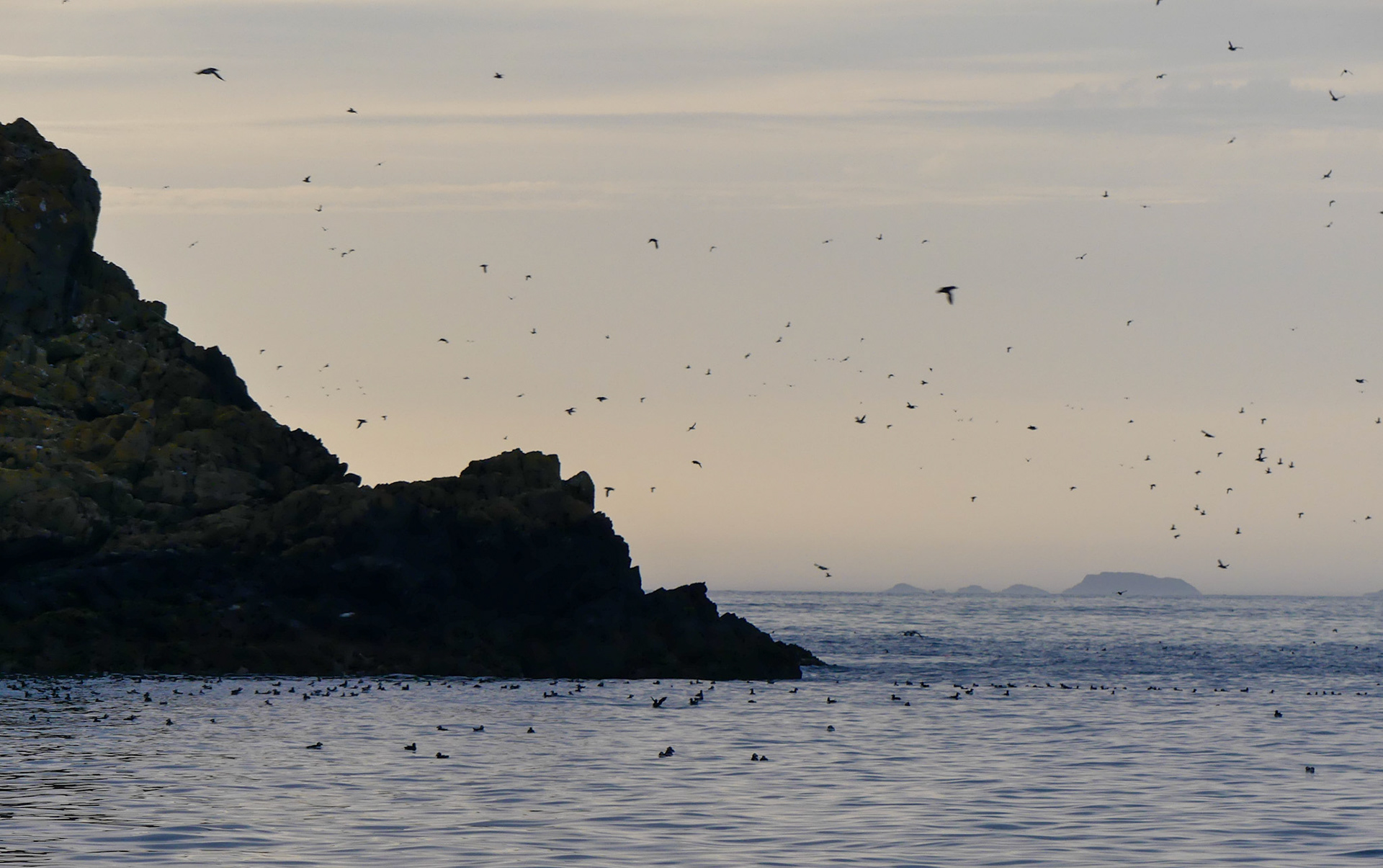 lots of puffins