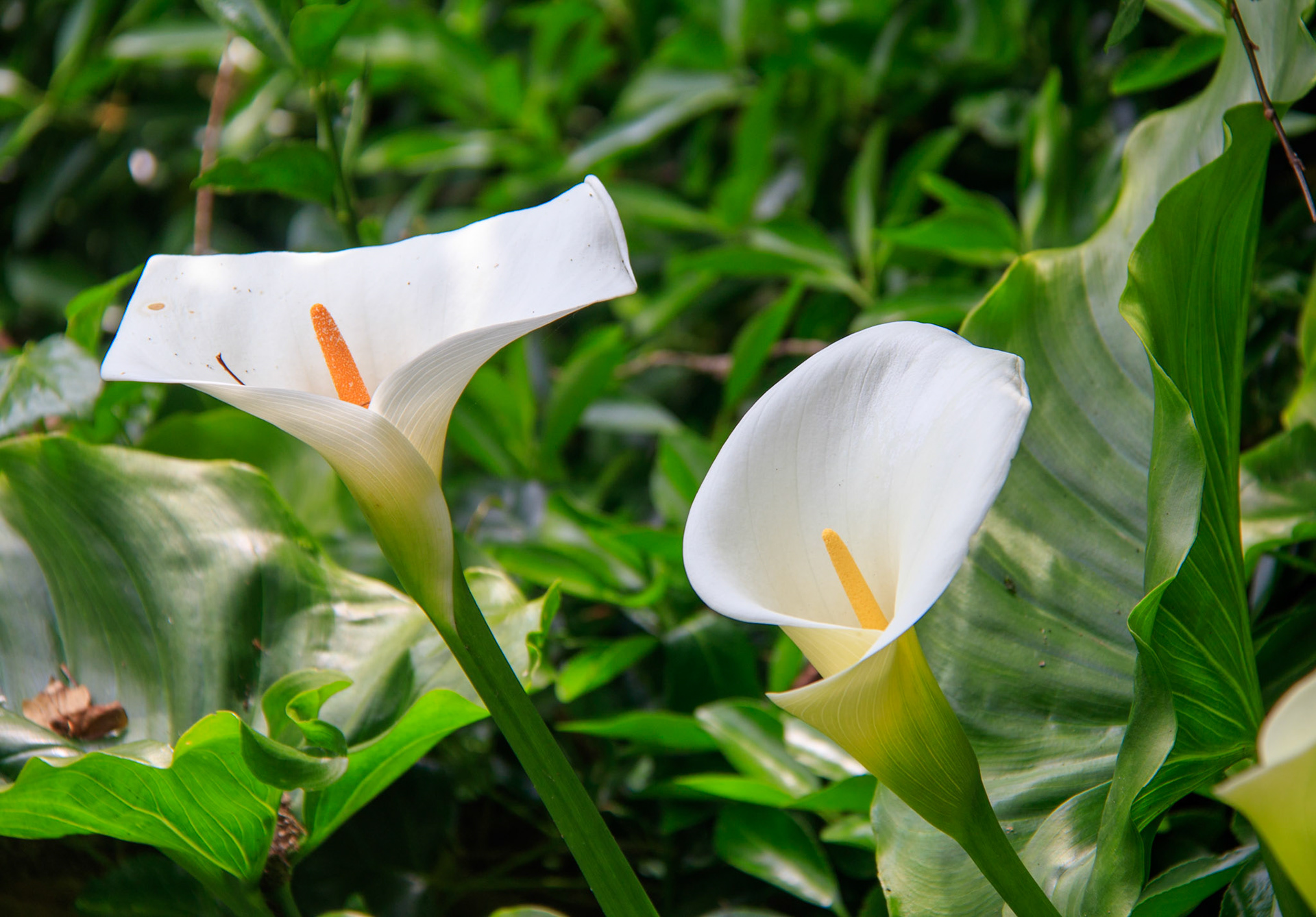 Wild Arum Lilies