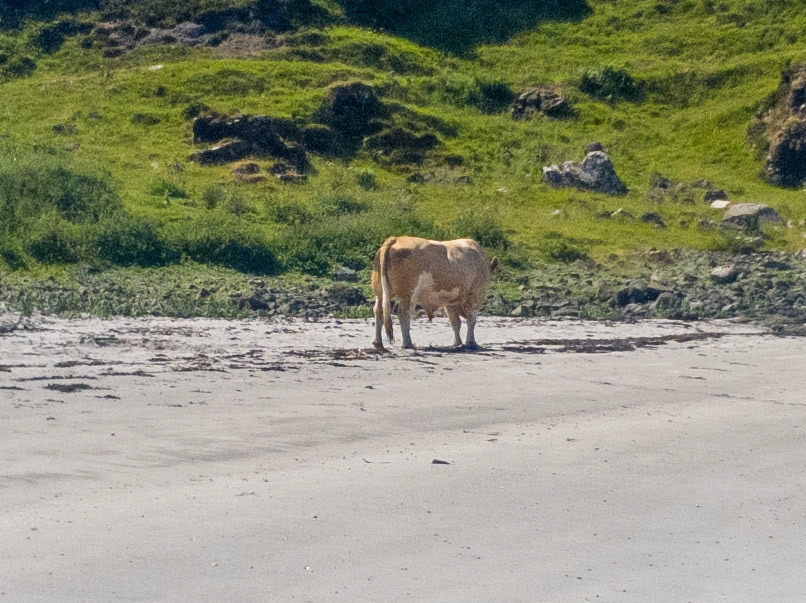 Simmental the Bull