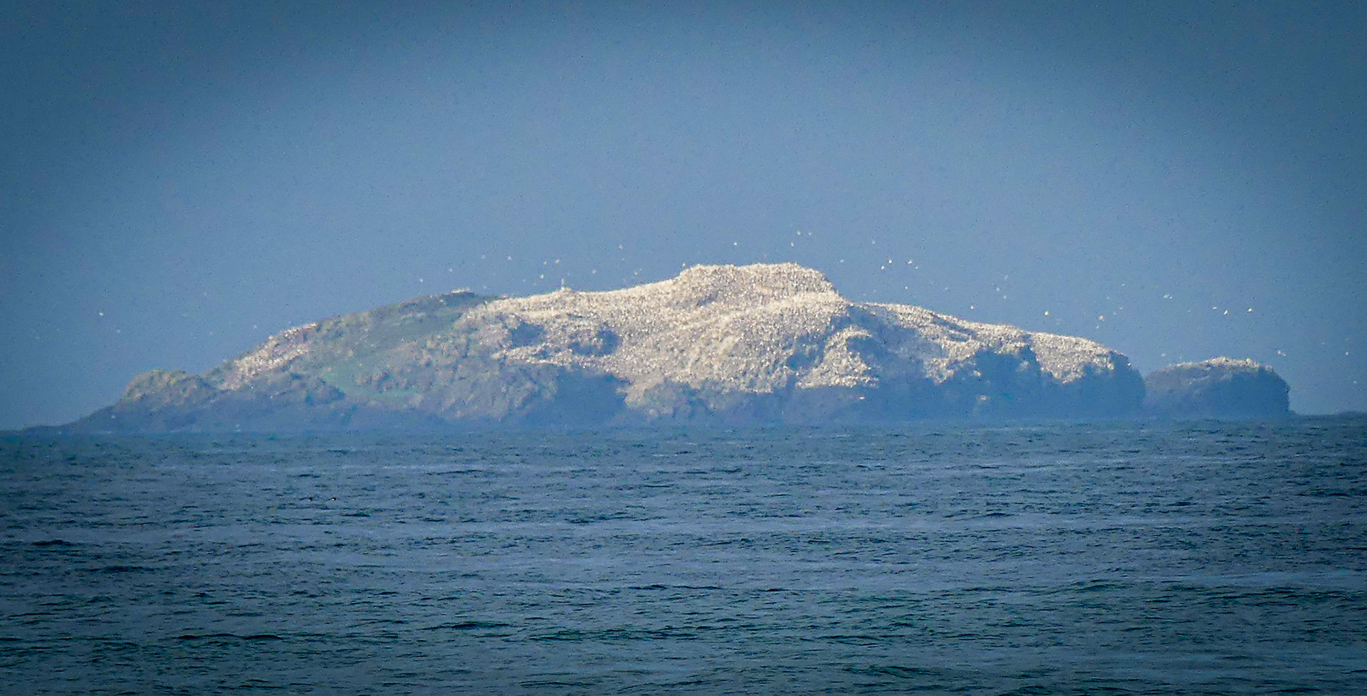 Grassholm
