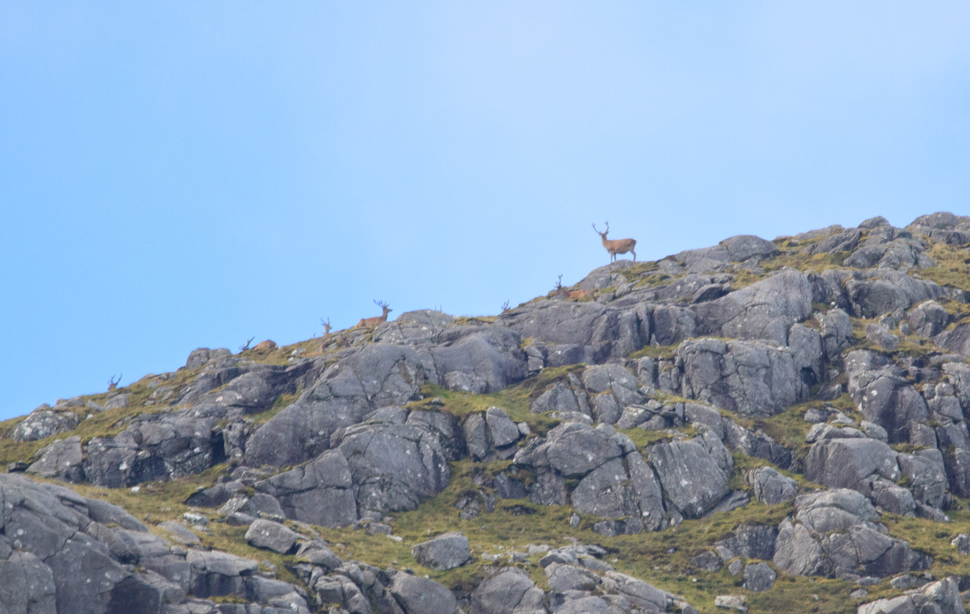 The stag and his ladies