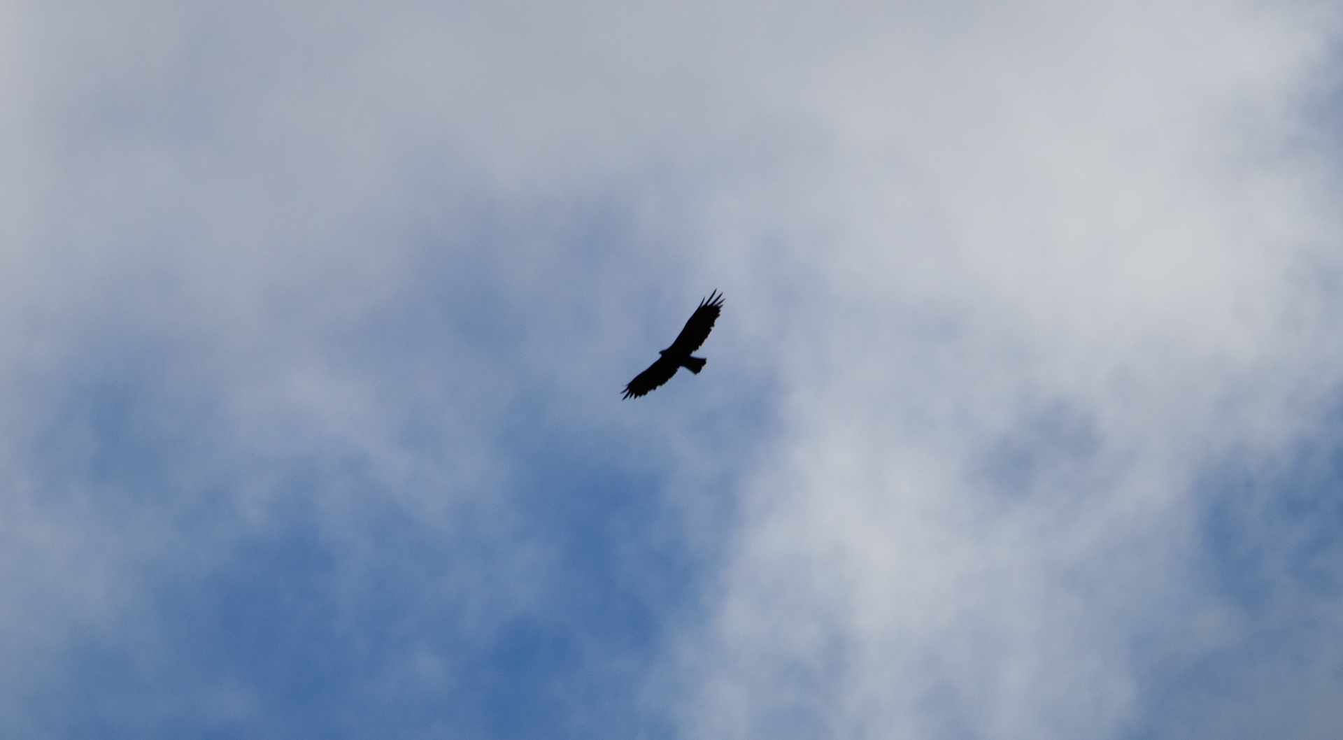 its an eagle!