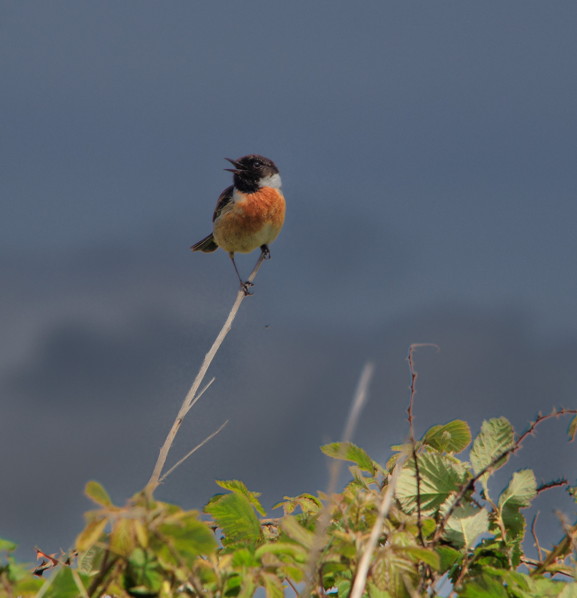 Black Cap