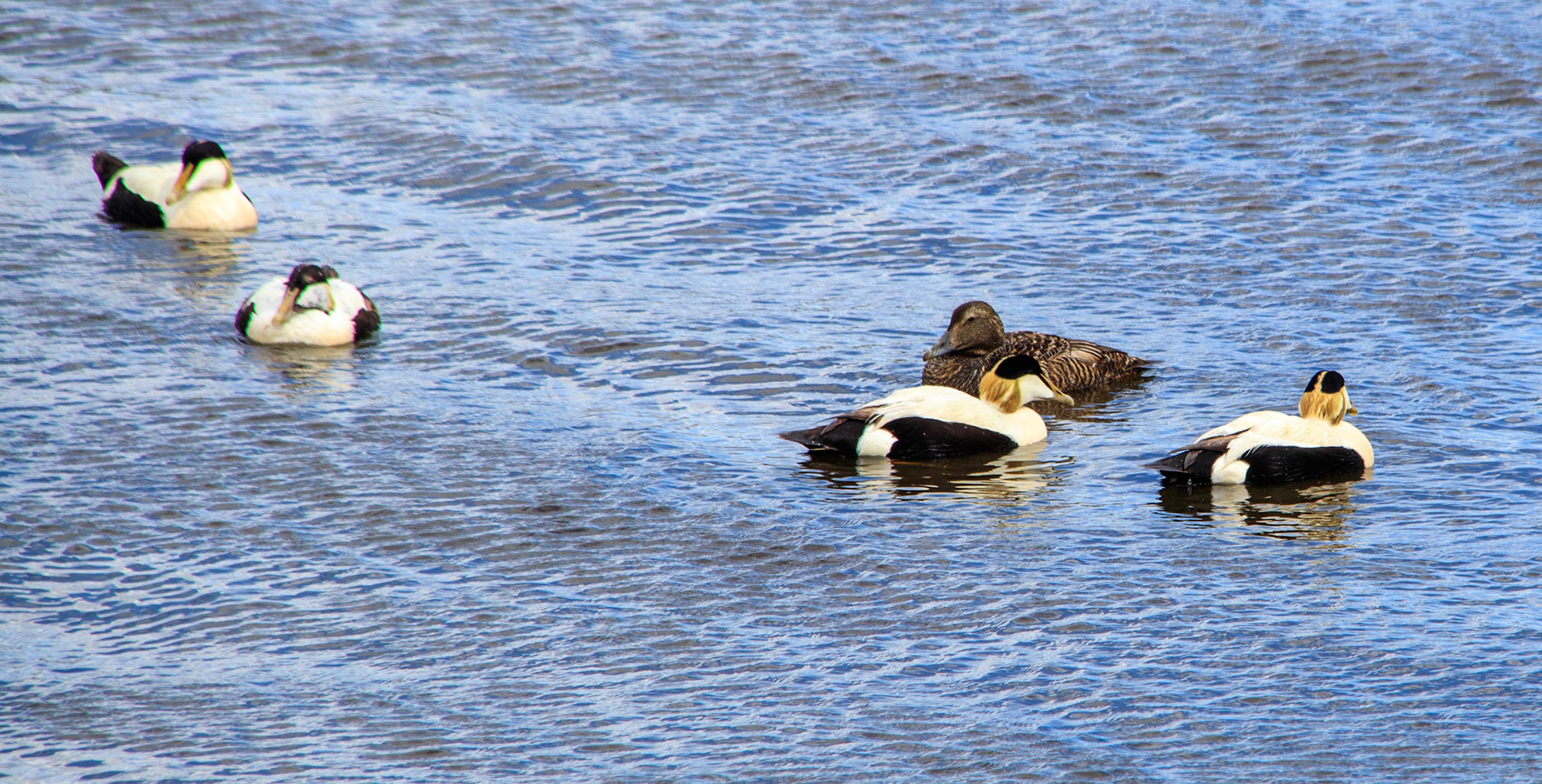 Eider Ducks