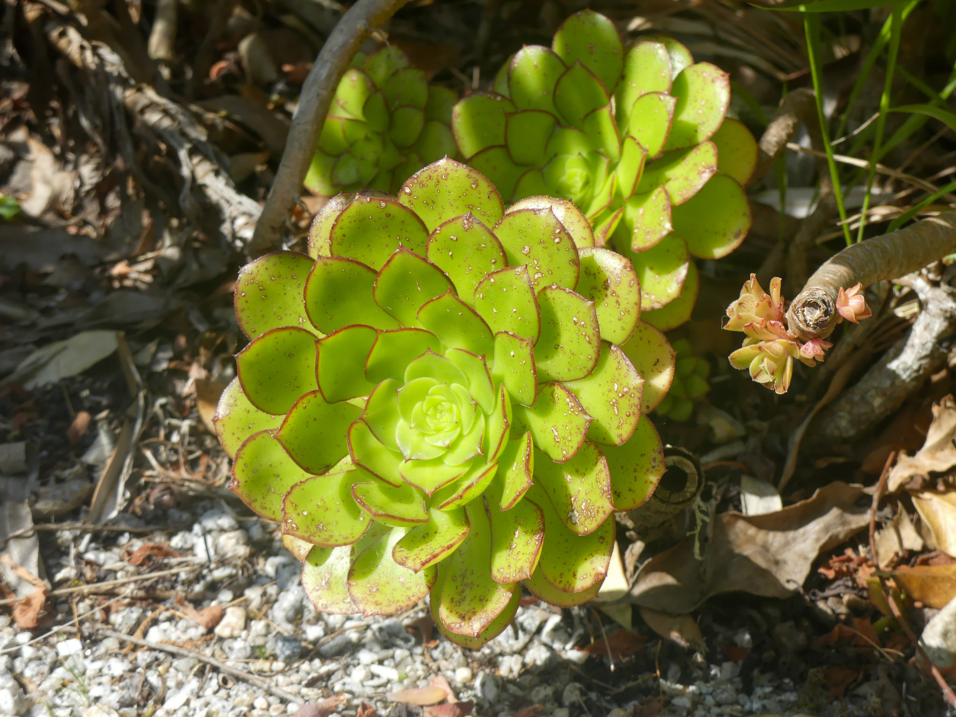 Aeonium