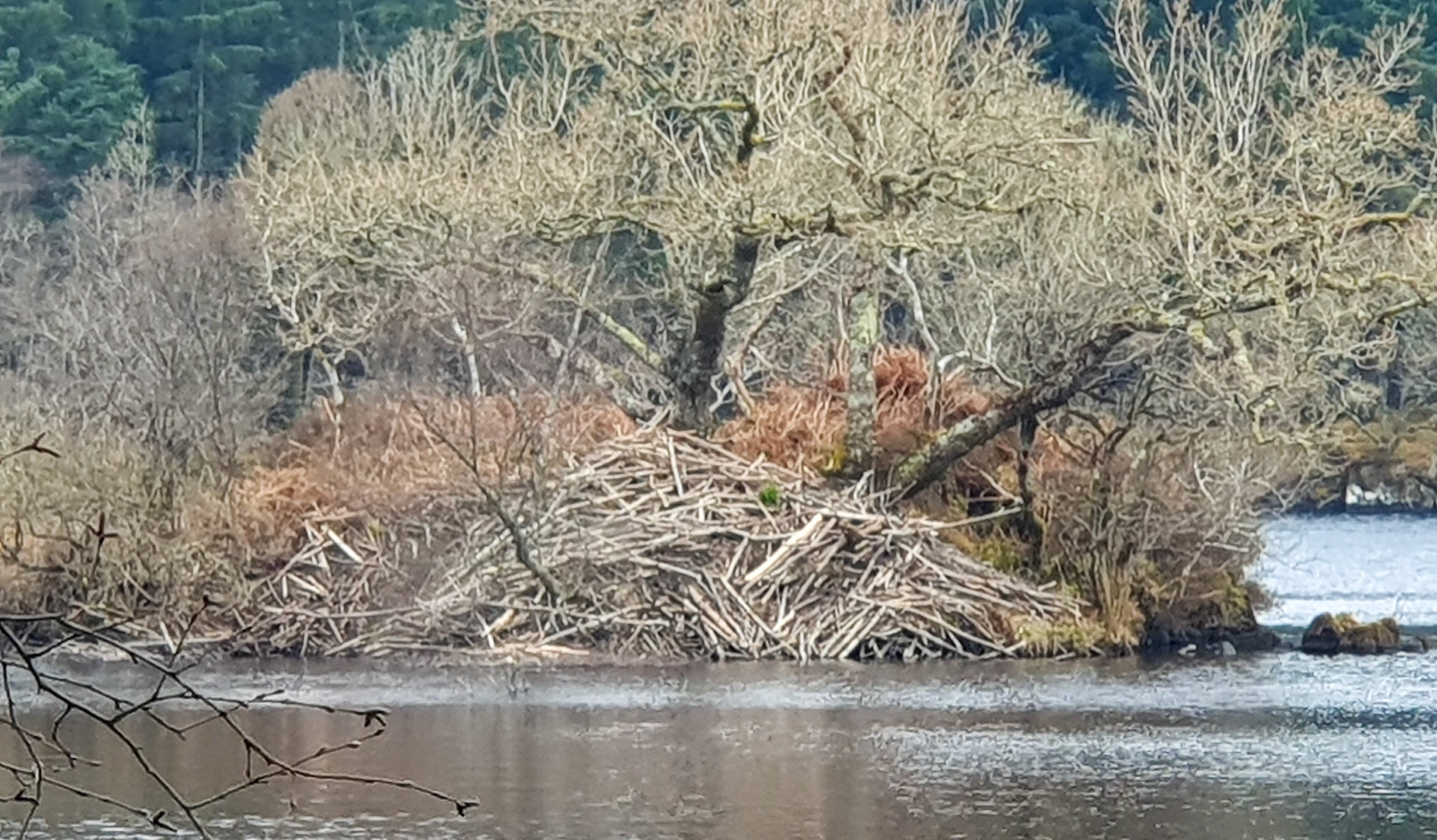 Beaver Lodge