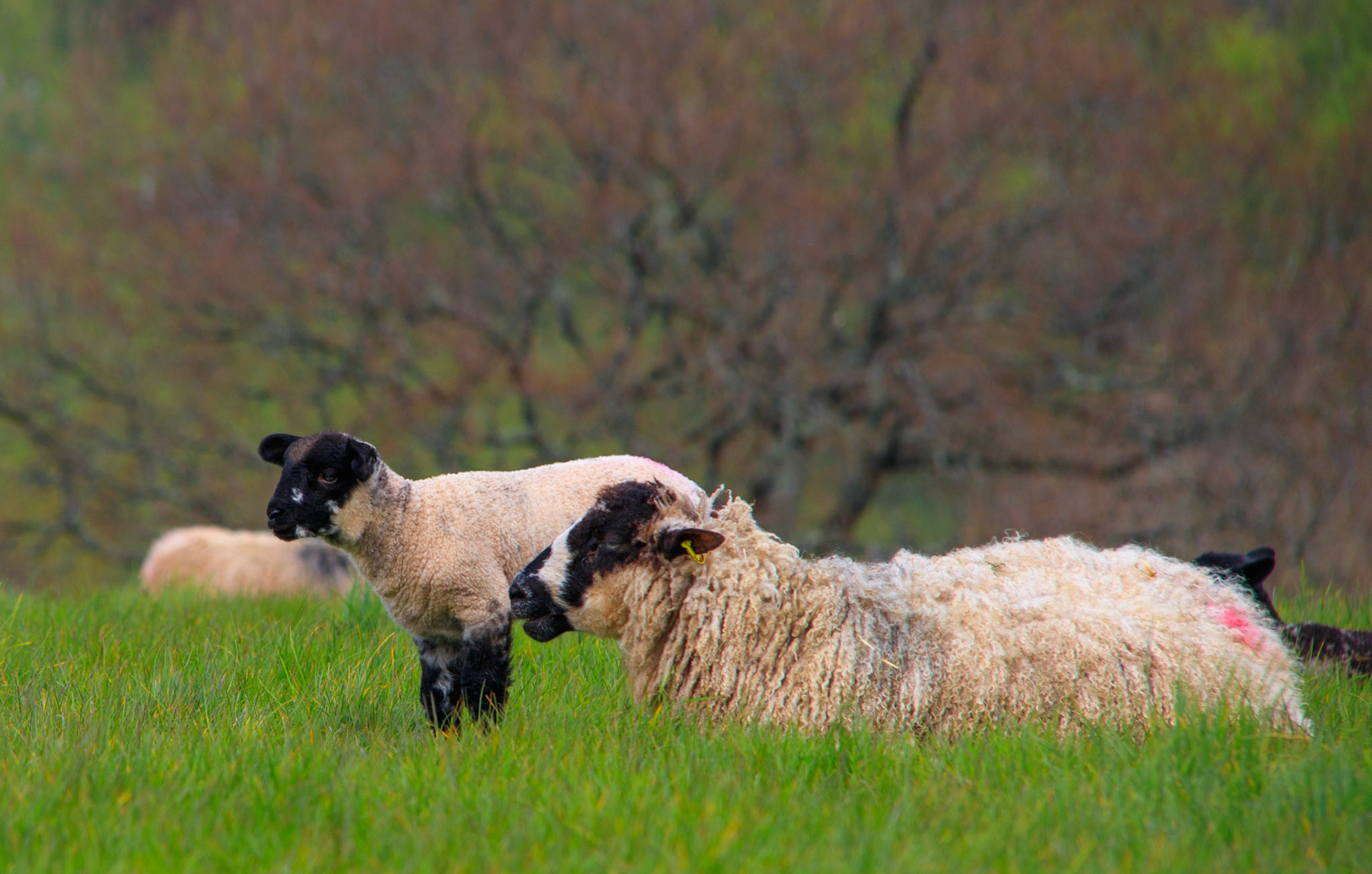 More spring Lambs
