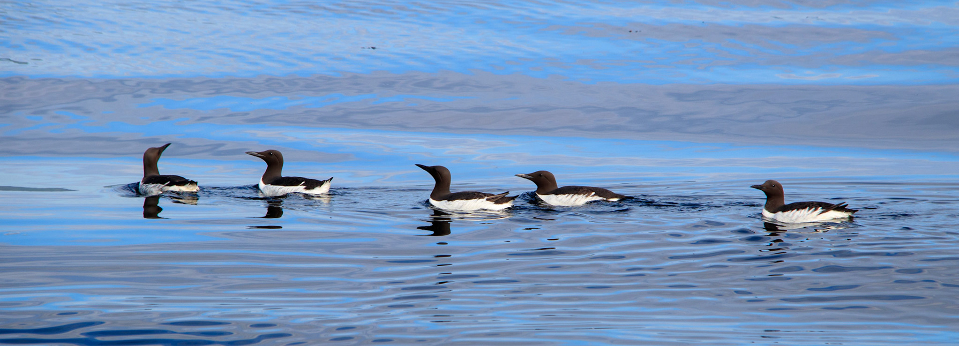 Guillemots