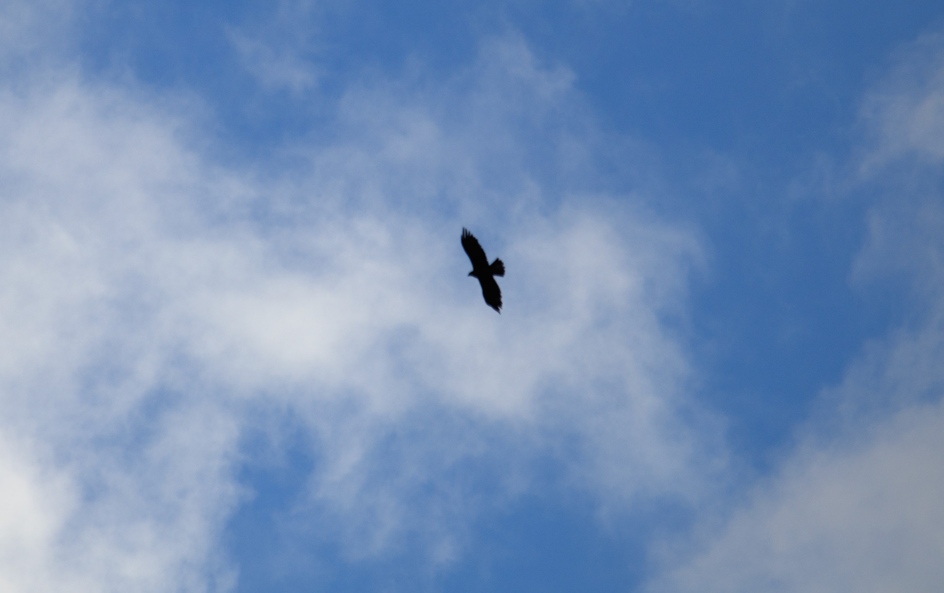 soaring high on harris