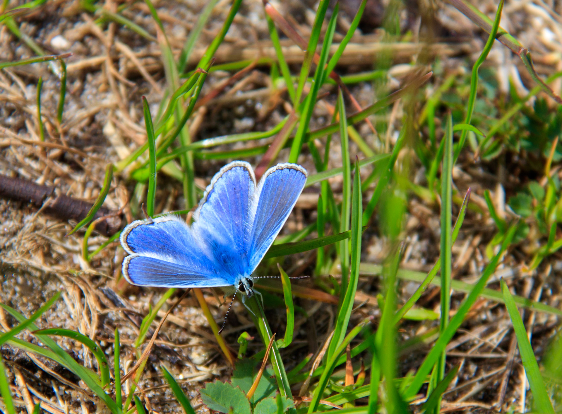 Adonis Blue. A rare butterfly on the at risk of extinction