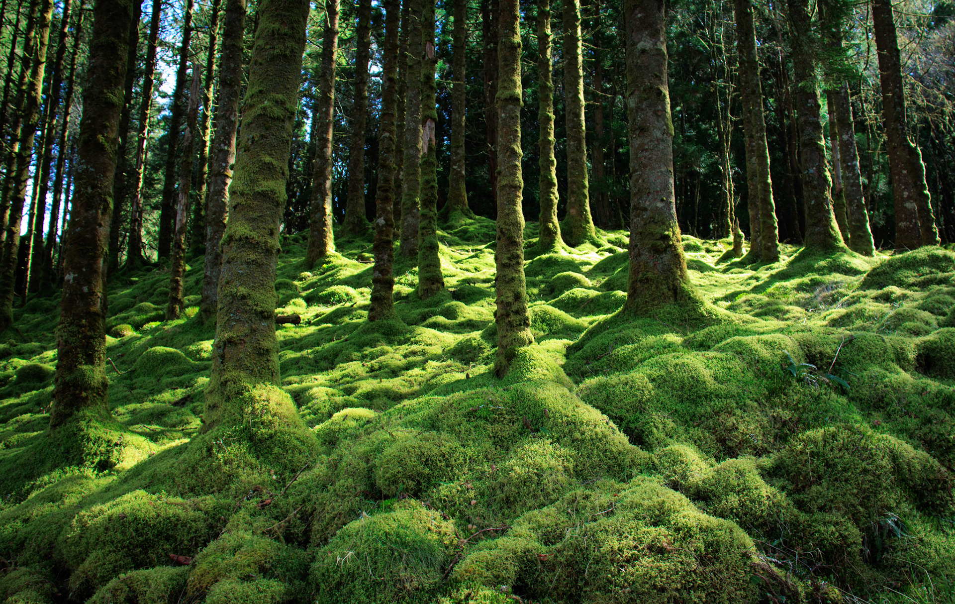 Spring moss