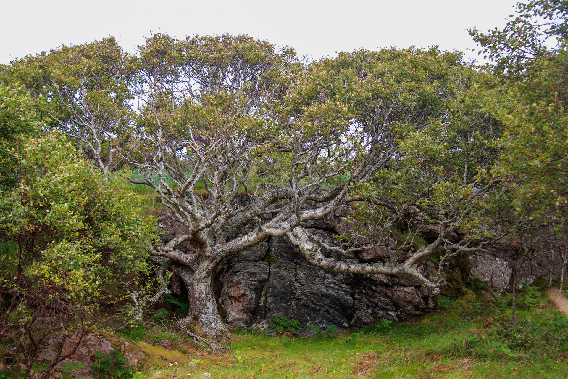 guardian Oaks