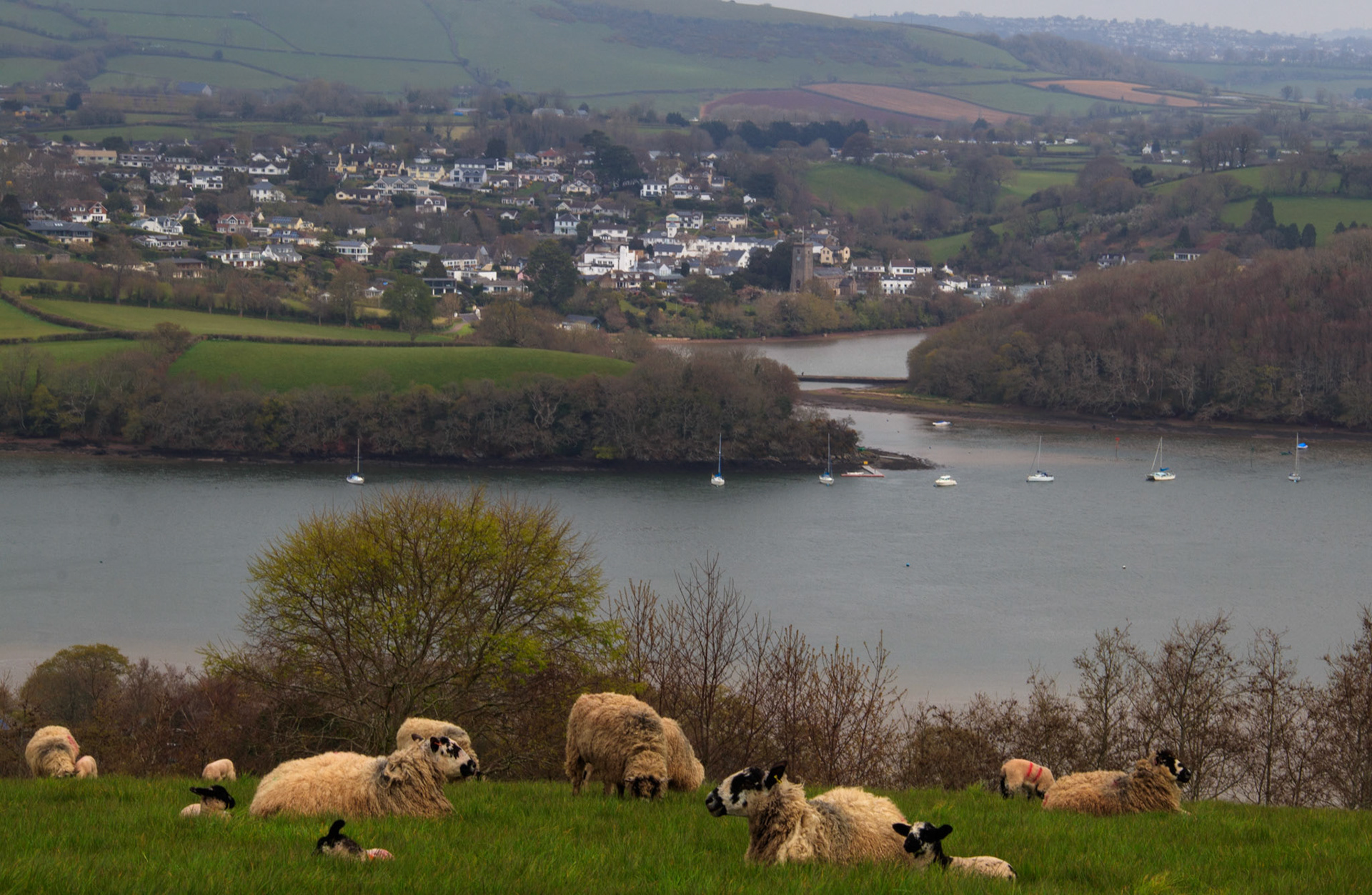 Spring Lambs