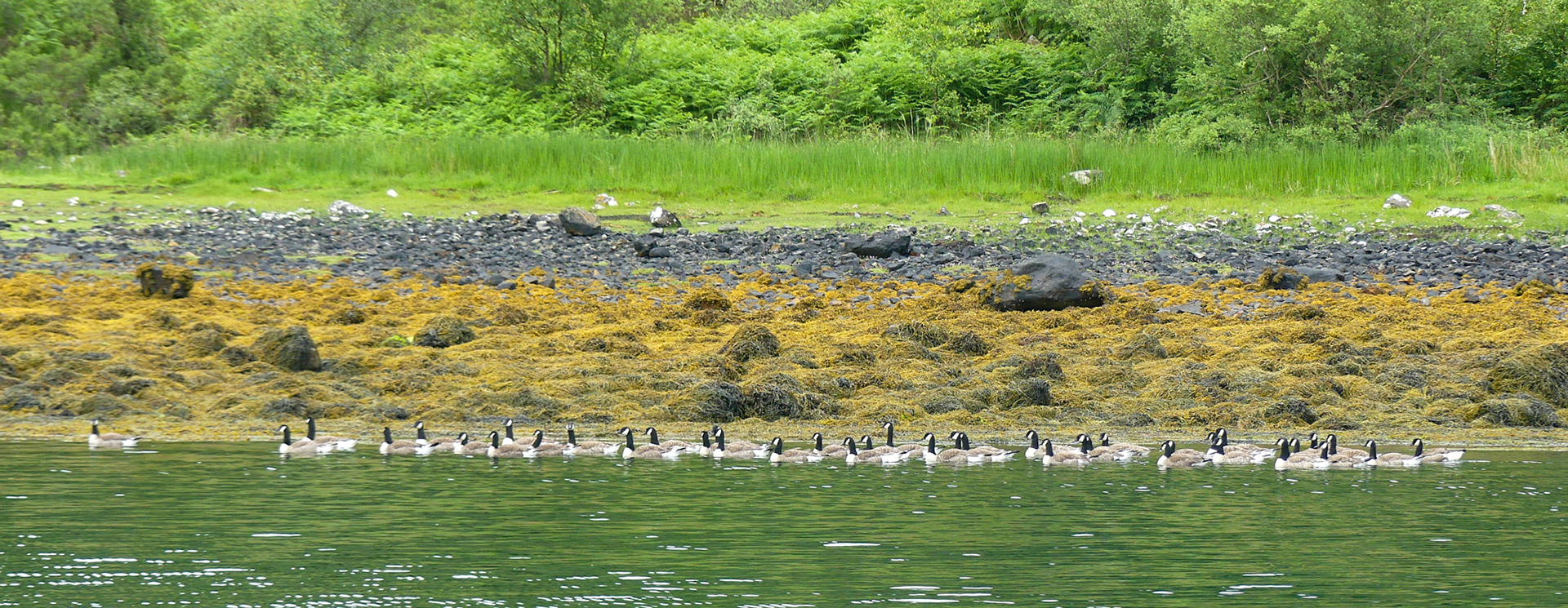 a gaggle of barnacle geese