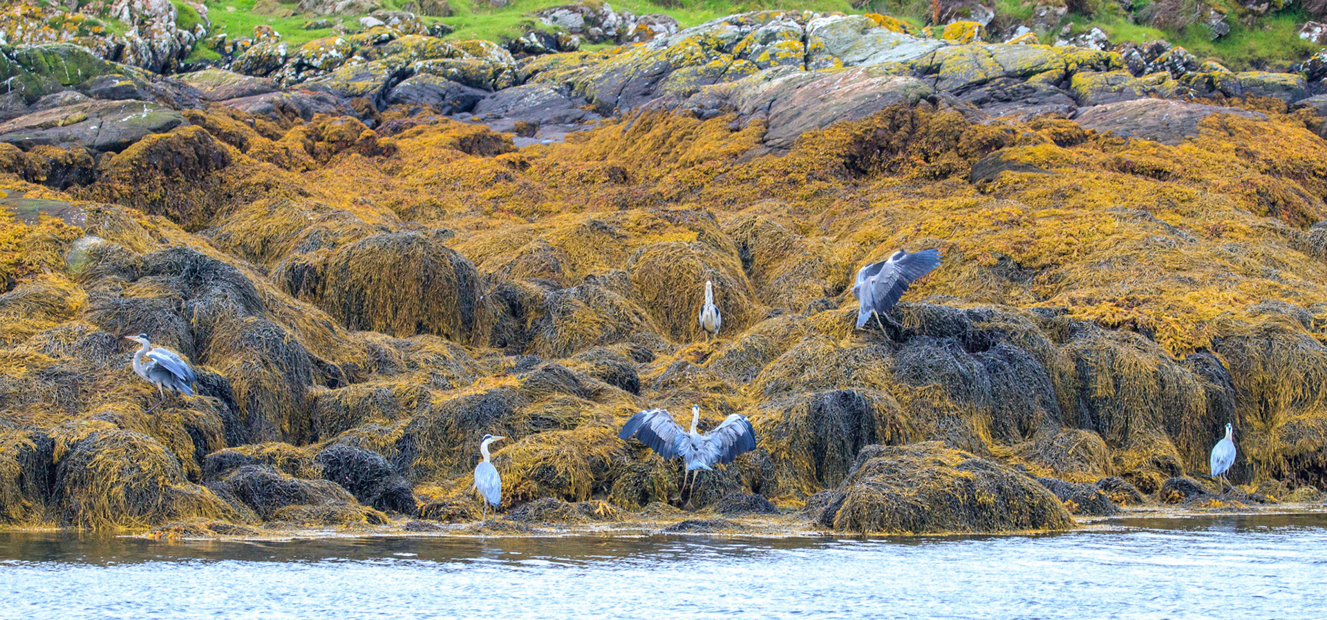 A siege of Herons