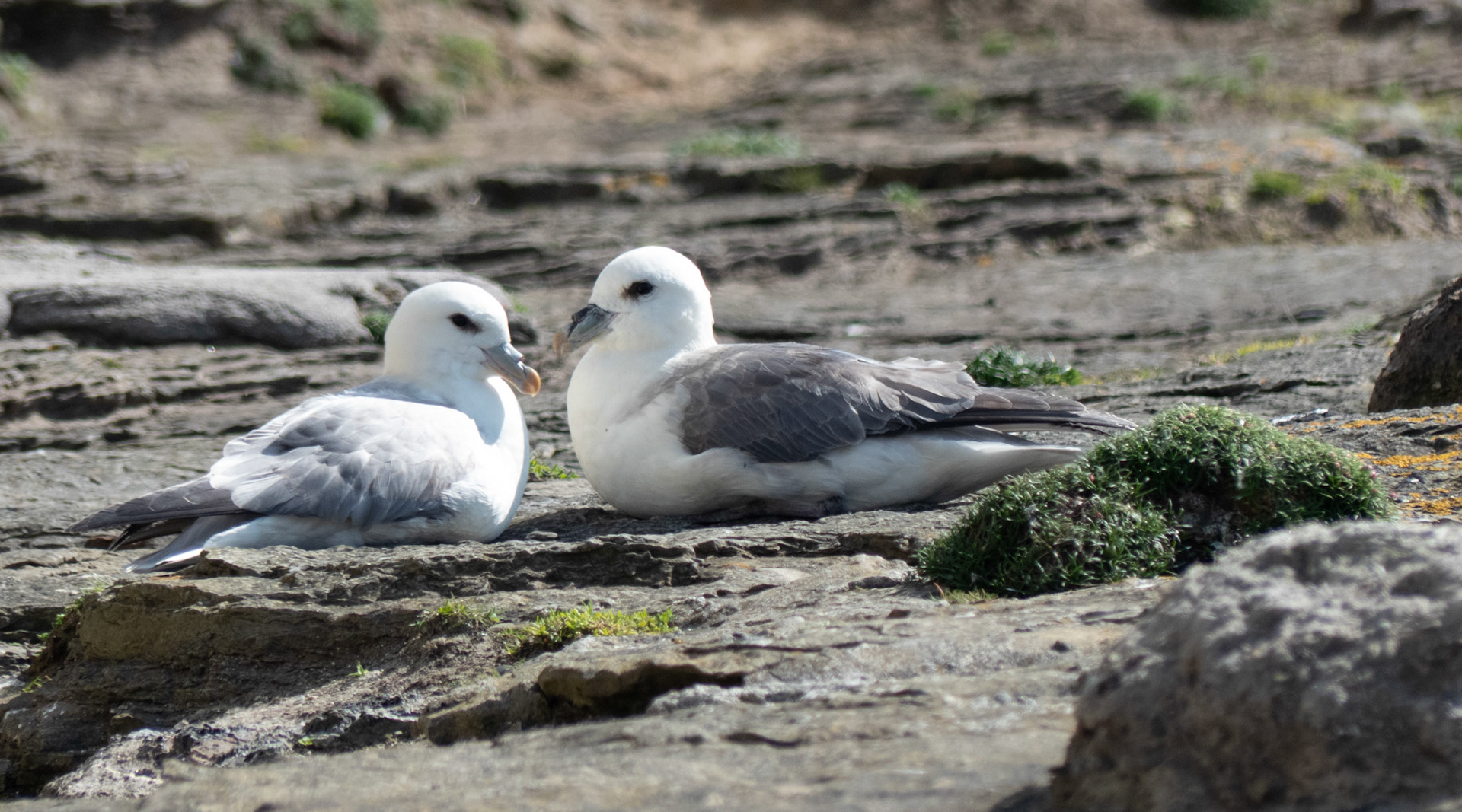 lovebirds