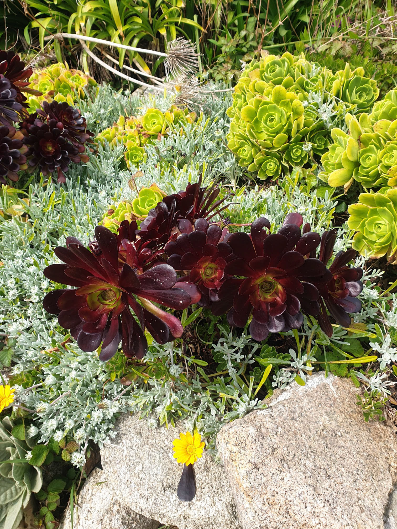Aeonium  atropurpureum