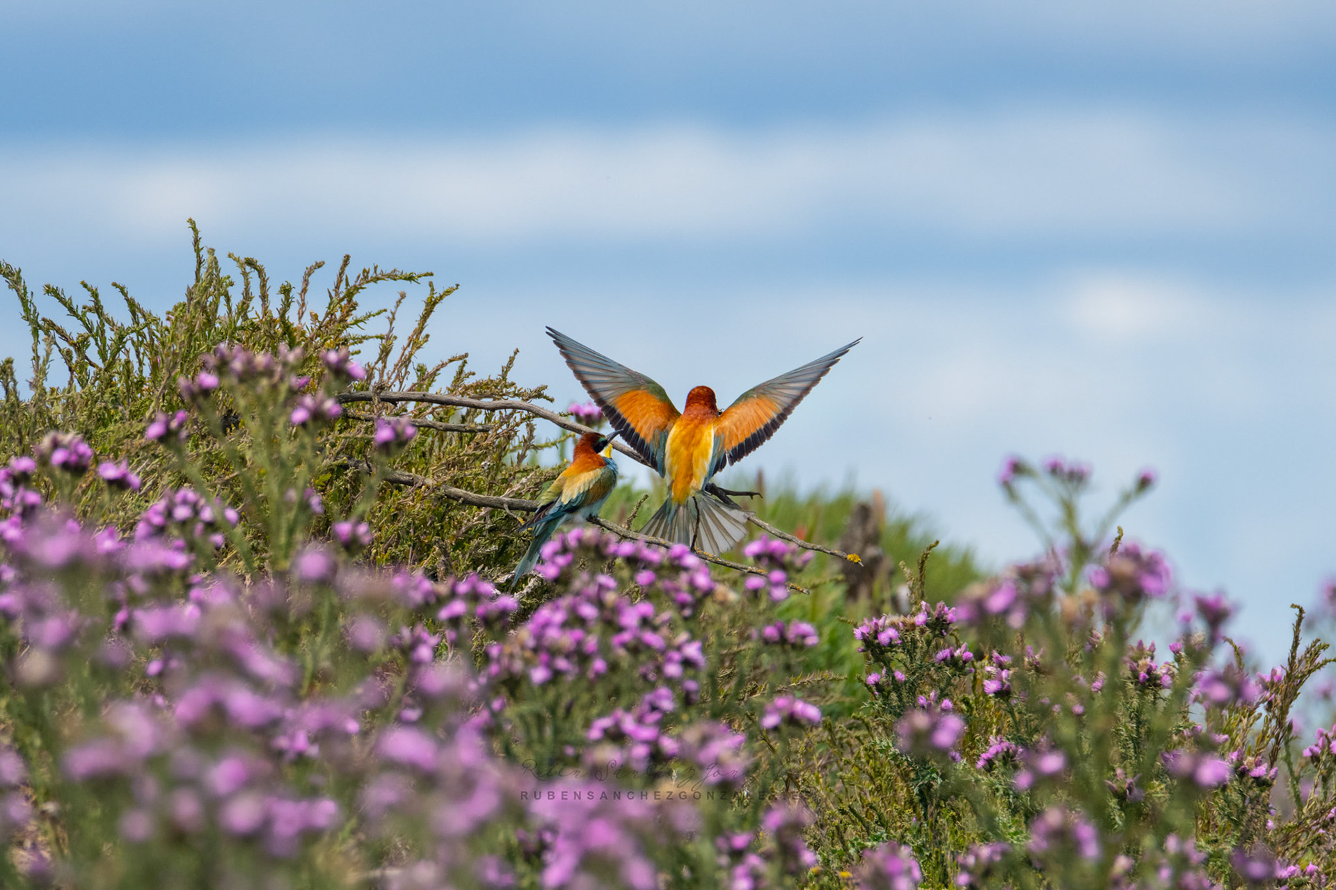 Abejaruco o Merops apiaster - Aves