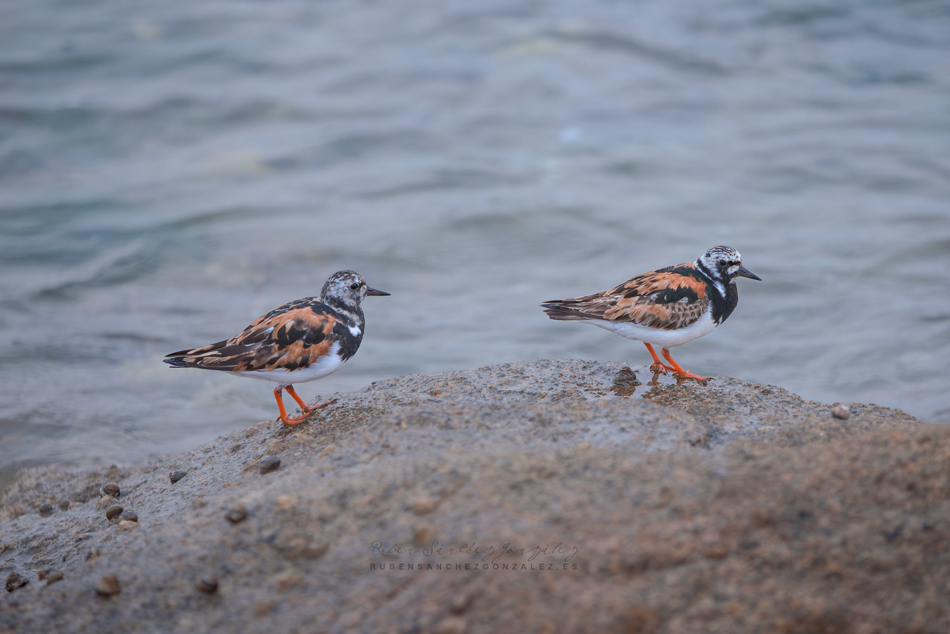 Vuelvepiedras común o Arenaria intrepres - Aves